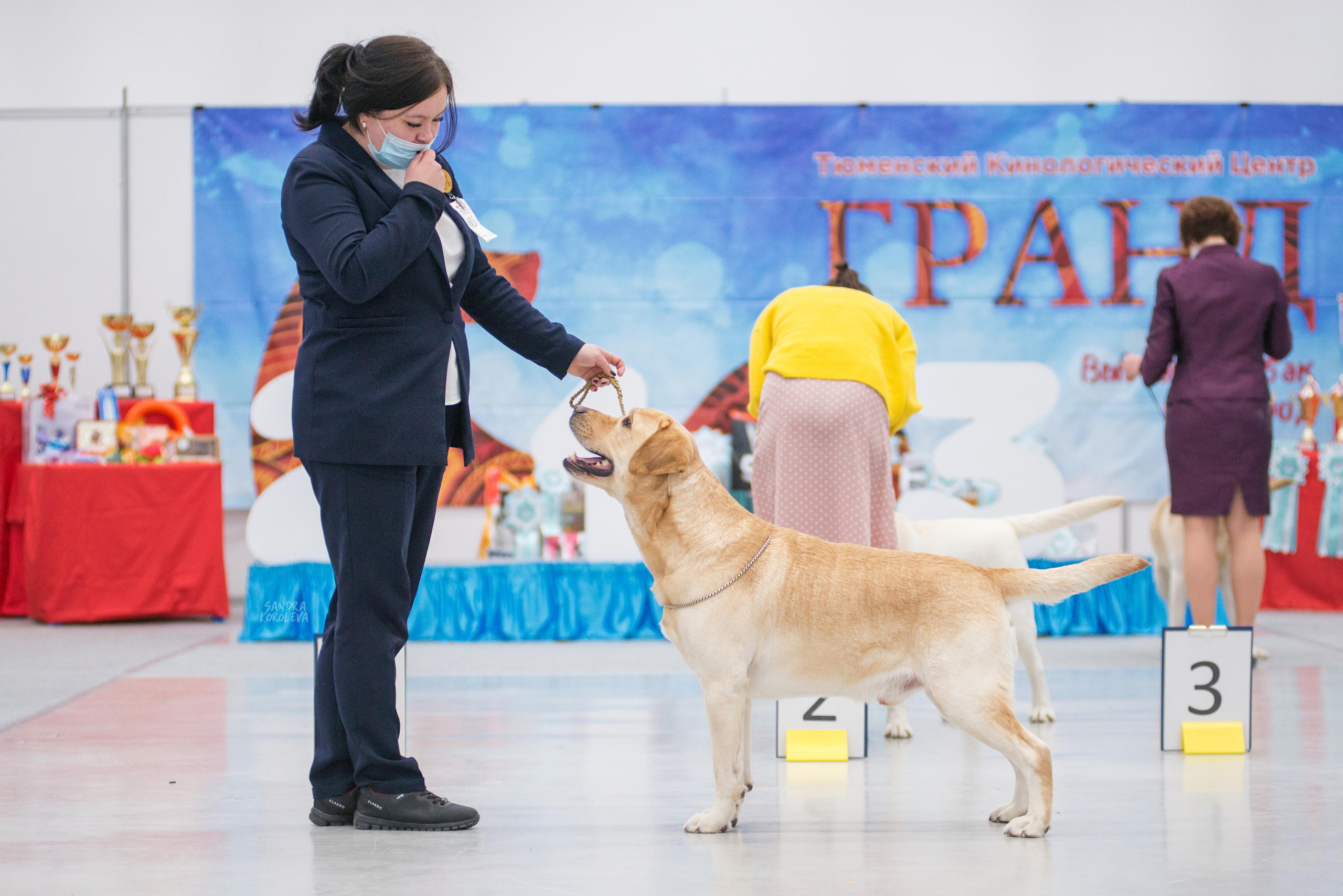 Выставка собак г. Тюмень 07.02.2020. Дог-фотограф в Тюмени Александра Королева
