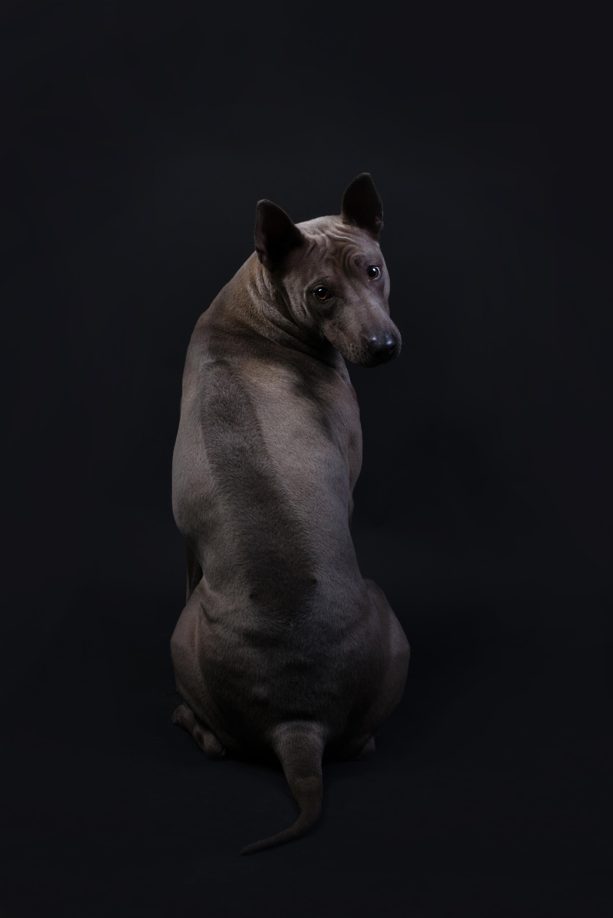 Black with dog. Дог-фотограф в Тюмени Александра Королева