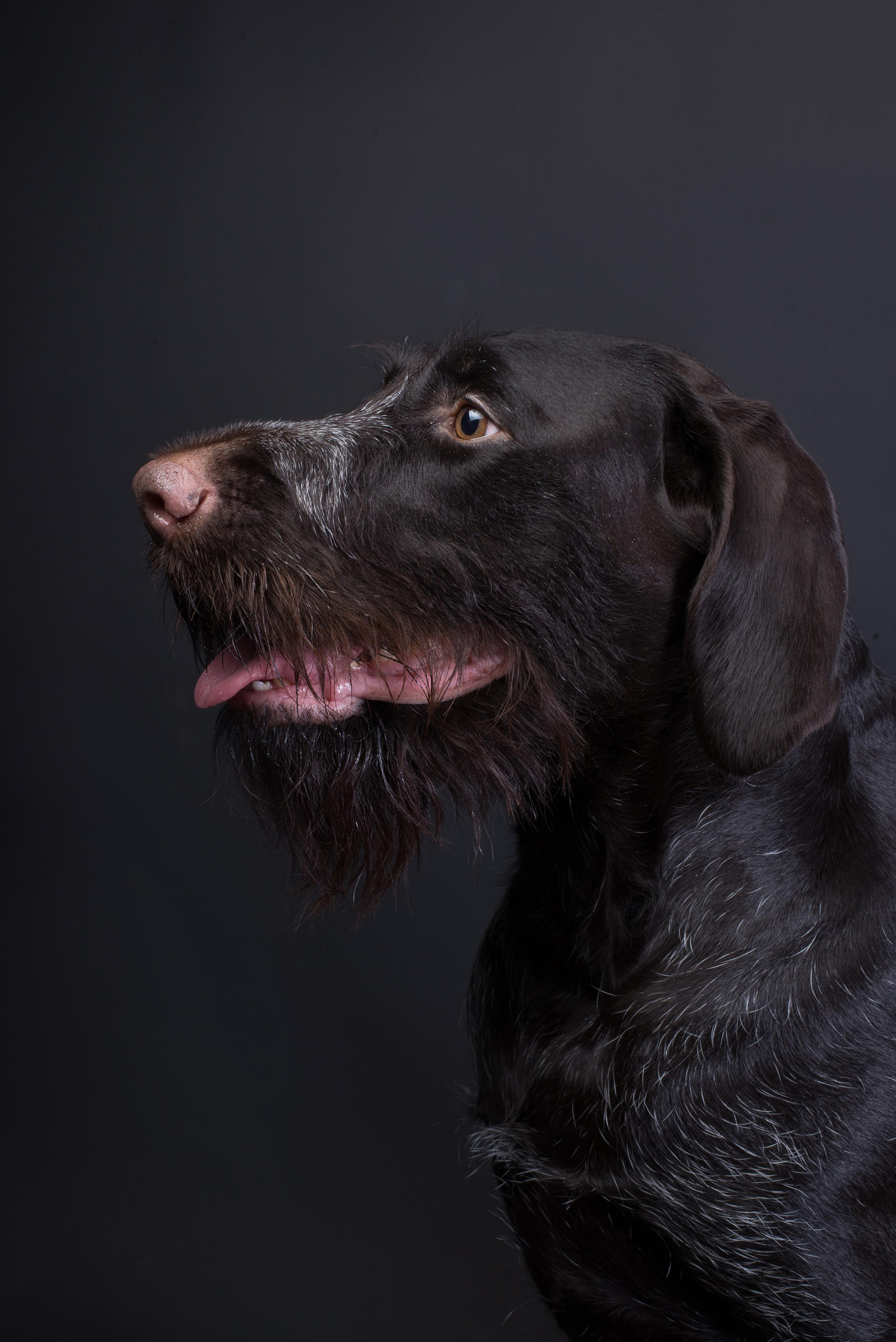 Black with dog. Дог-фотограф в Тюмени Александра Королева