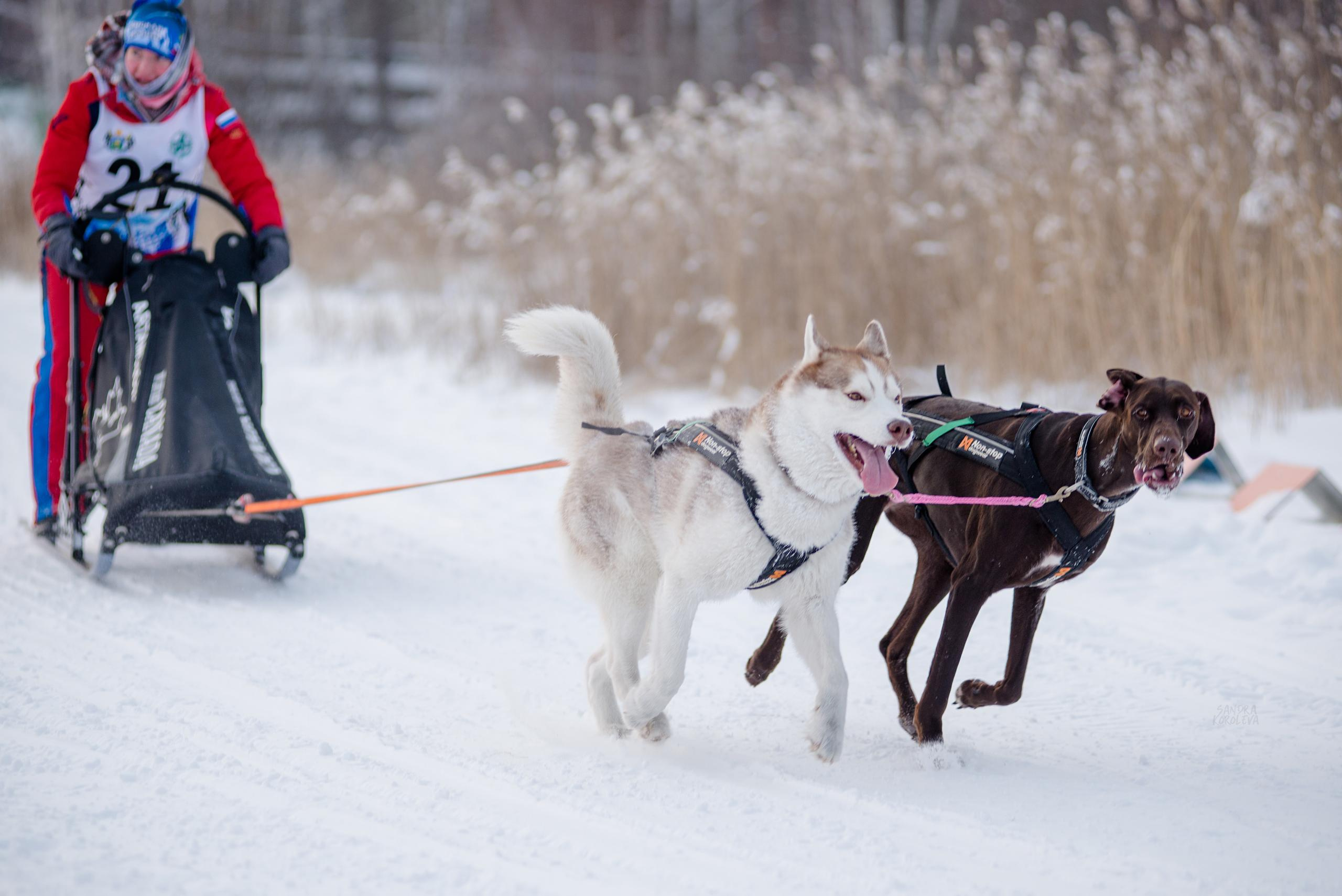 Рождественская гонка на Пруду Лесном 10.01.2021. Дог-фотограф в Тюмени Александра Королева