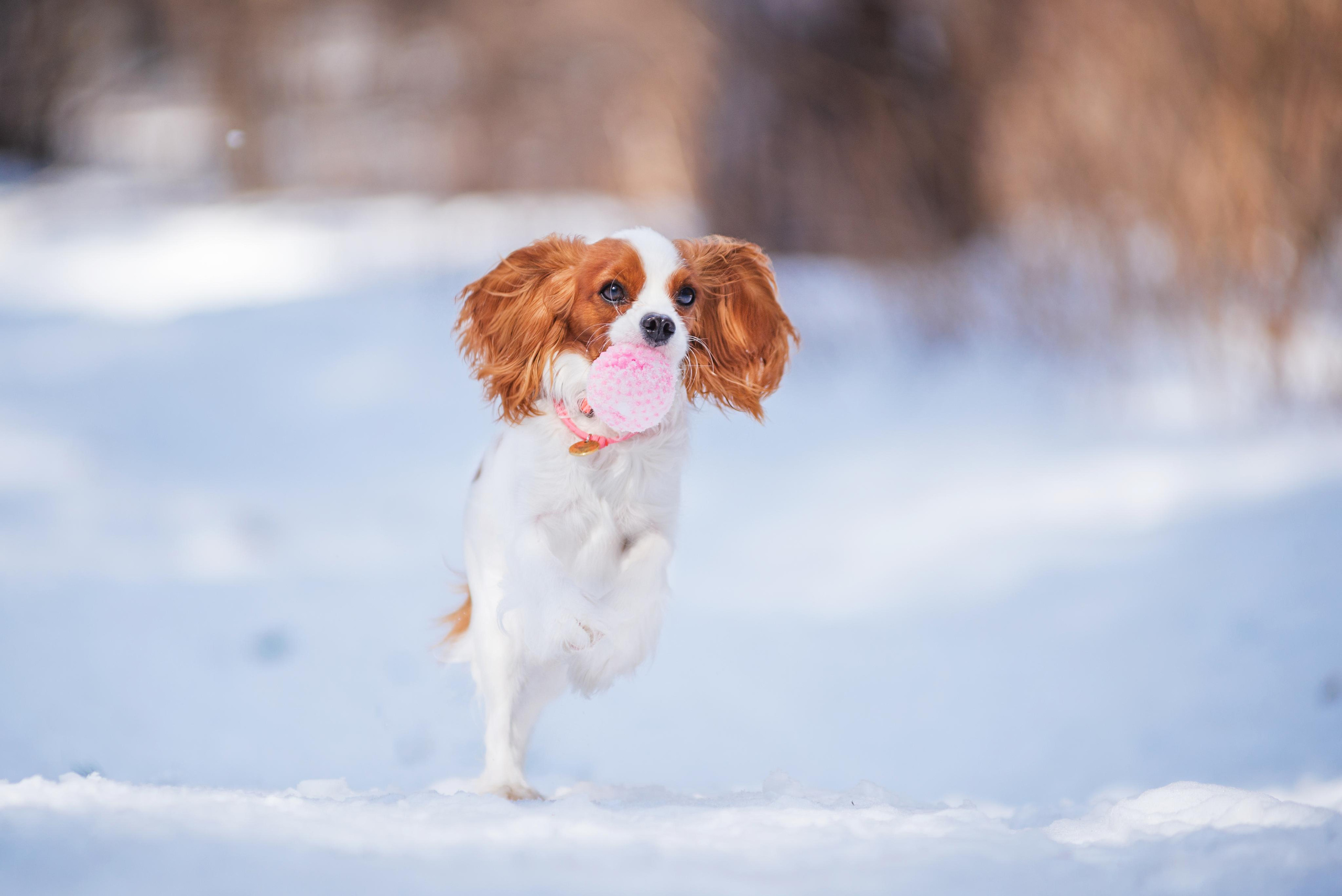 Весенний кавалер Лола. Дог-фотограф в Тюмени Александра Королева