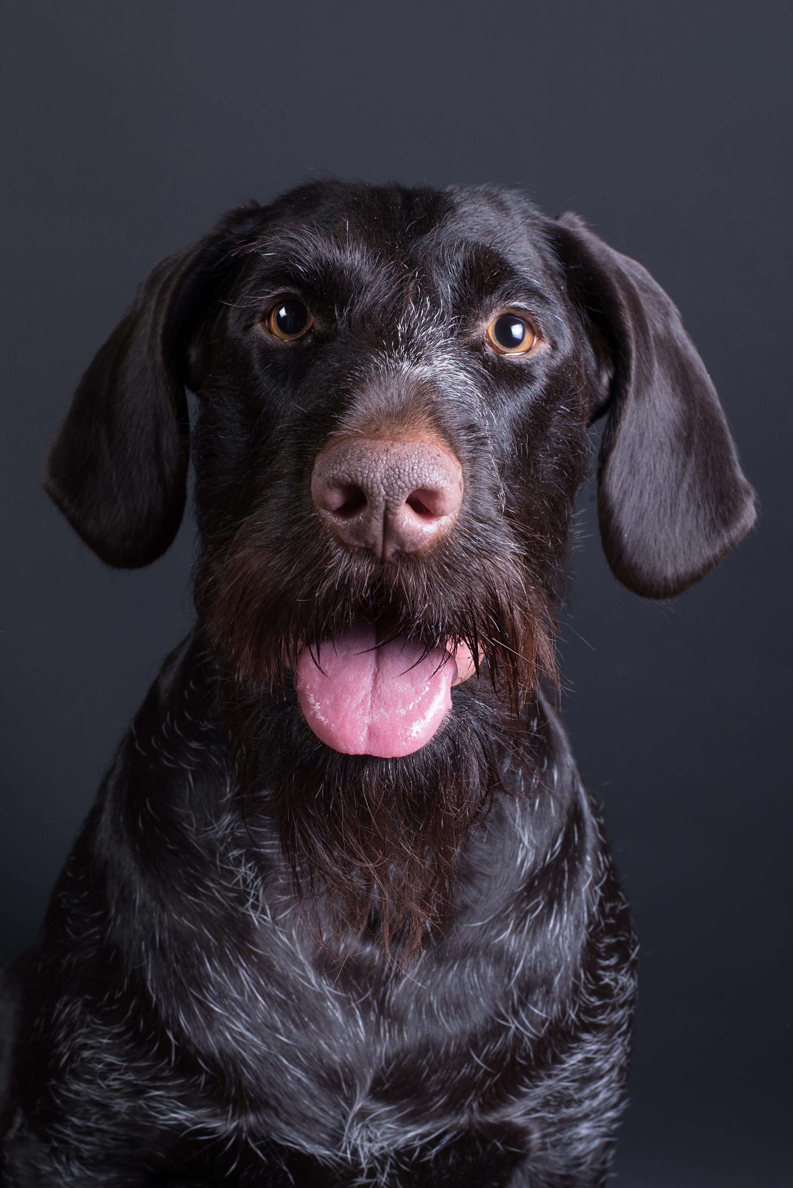 Black with dog. Дог-фотограф в Тюмени Александра Королева