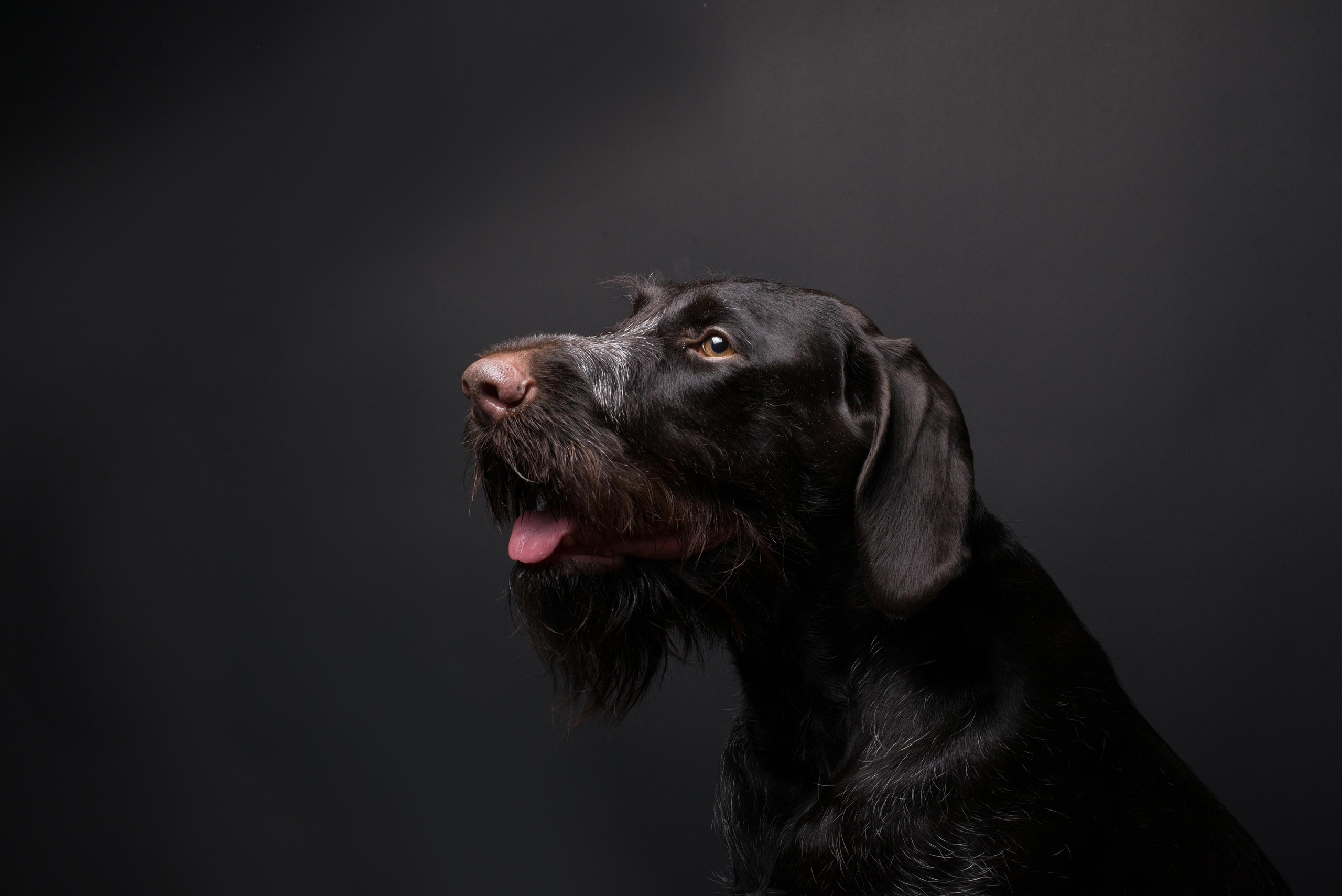 Black with dog. Дог-фотограф в Тюмени Александра Королева