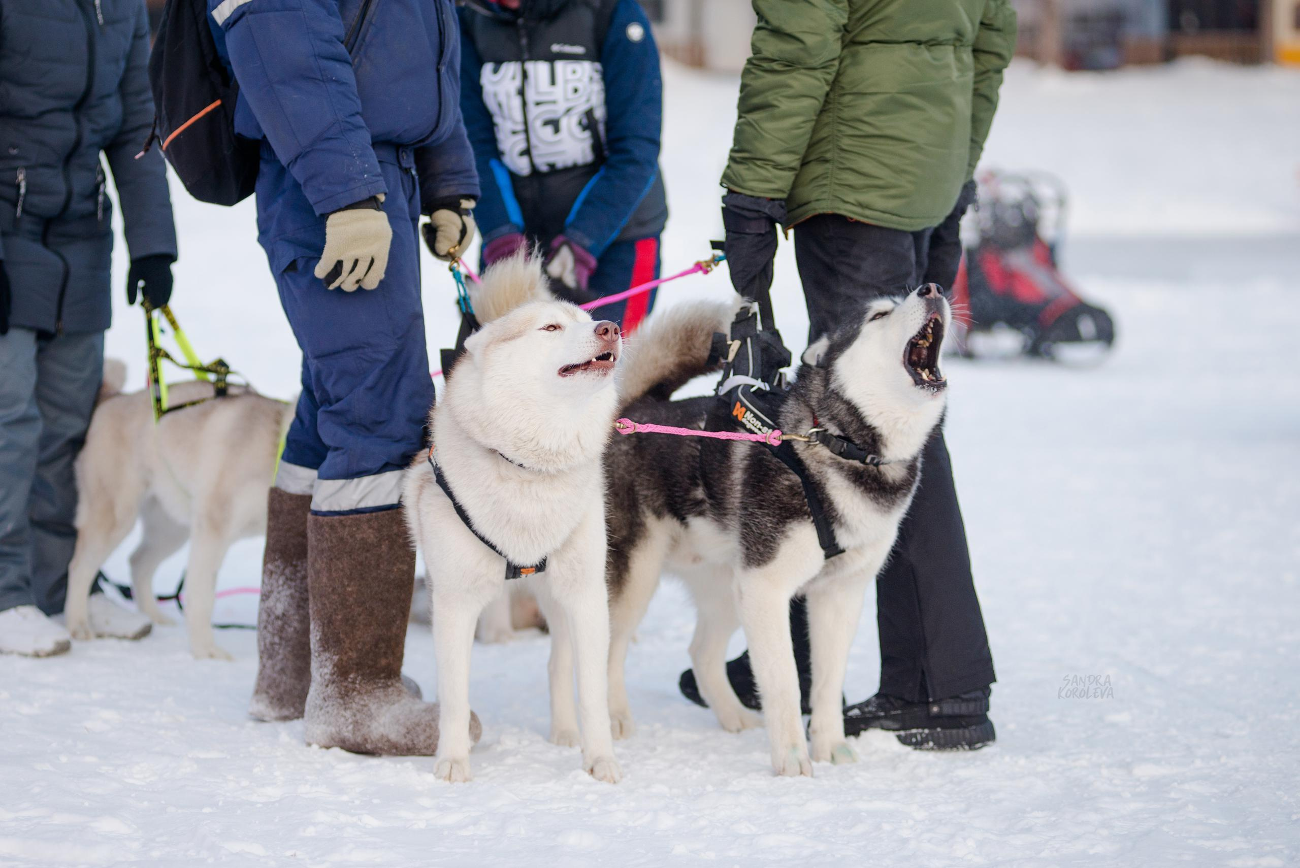 Рождественская гонка на Пруду Лесном 10.01.2021. Дог-фотограф в Тюмени Александра Королева