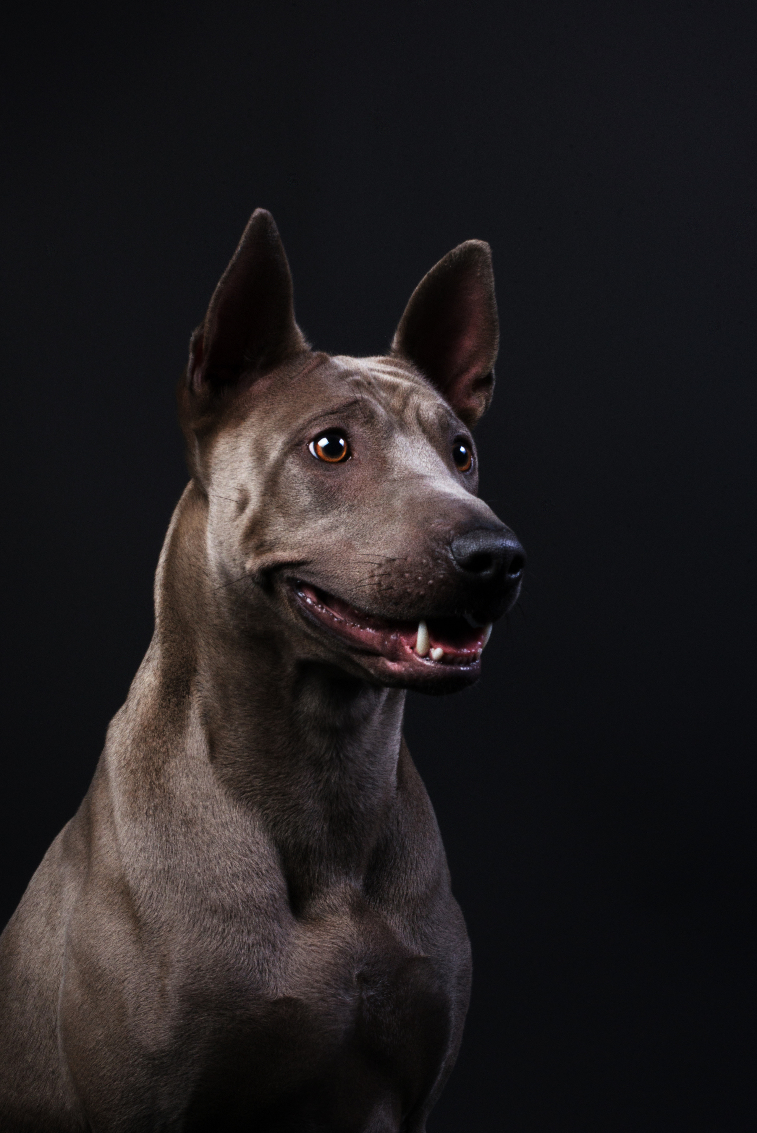 Black with dog. Дог-фотограф в Тюмени Александра Королева