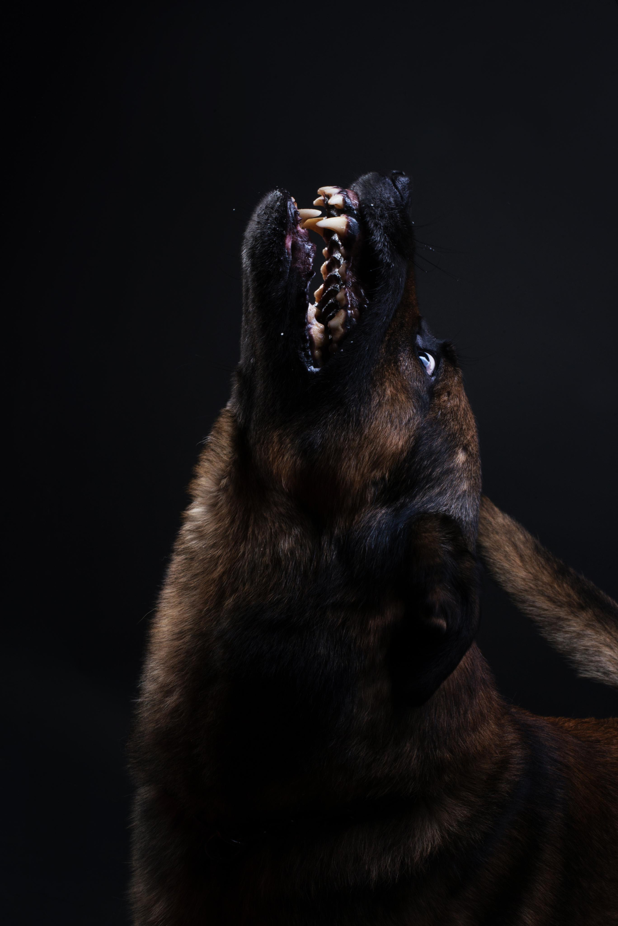 Black with dog. Дог-фотограф в Тюмени Александра Королева