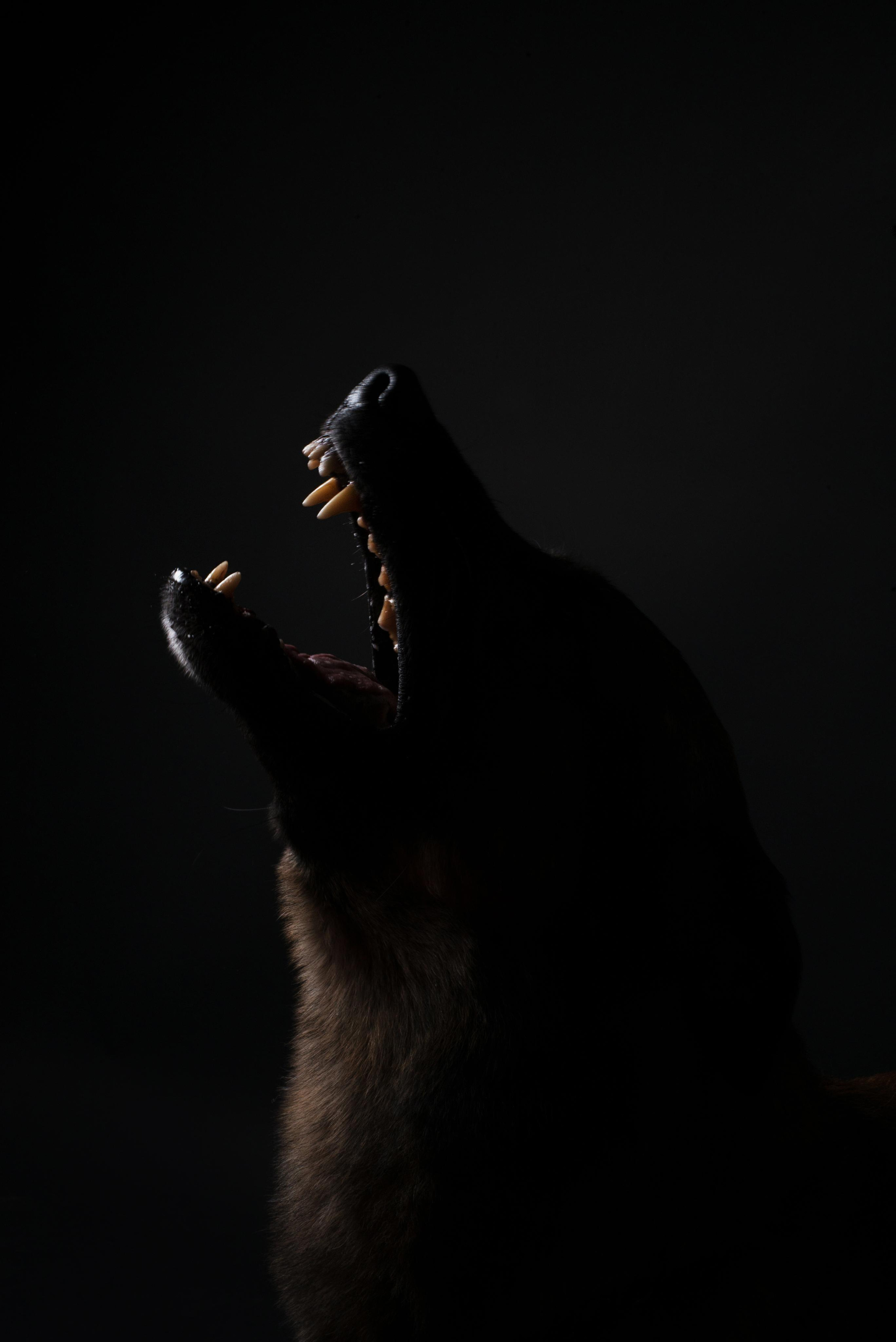 Black with dog. Дог-фотограф в Тюмени Александра Королева