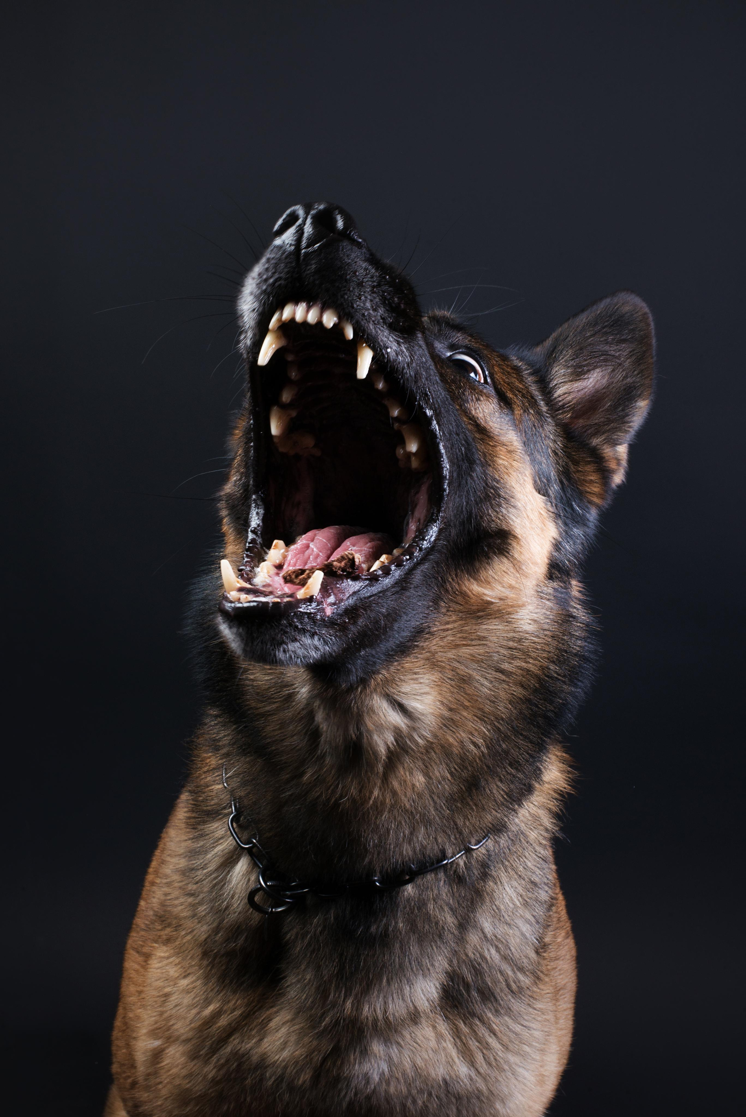 Black with dog. Дог-фотограф в Тюмени Александра Королева