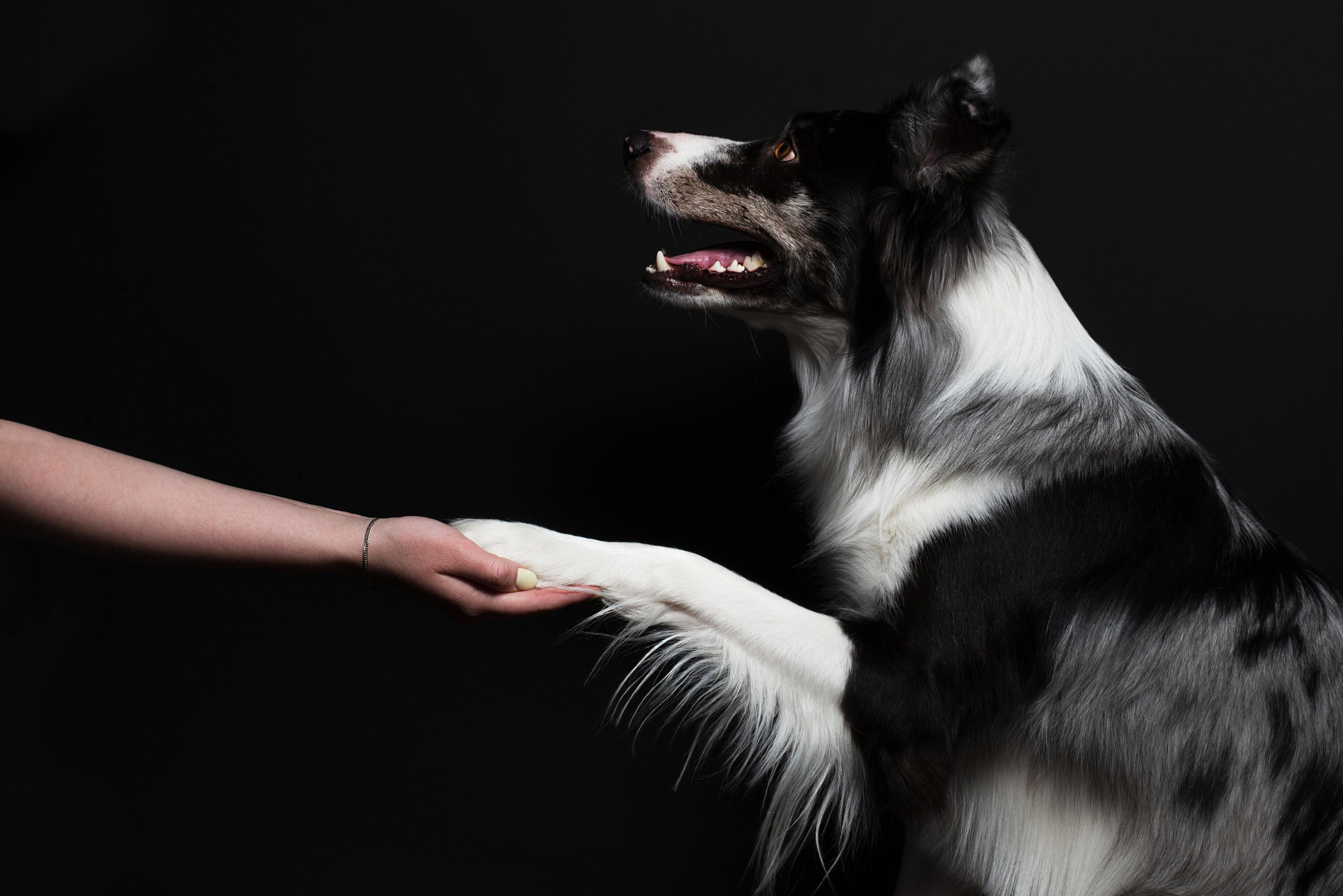 Black with dog. Дог-фотограф в Тюмени Александра Королева