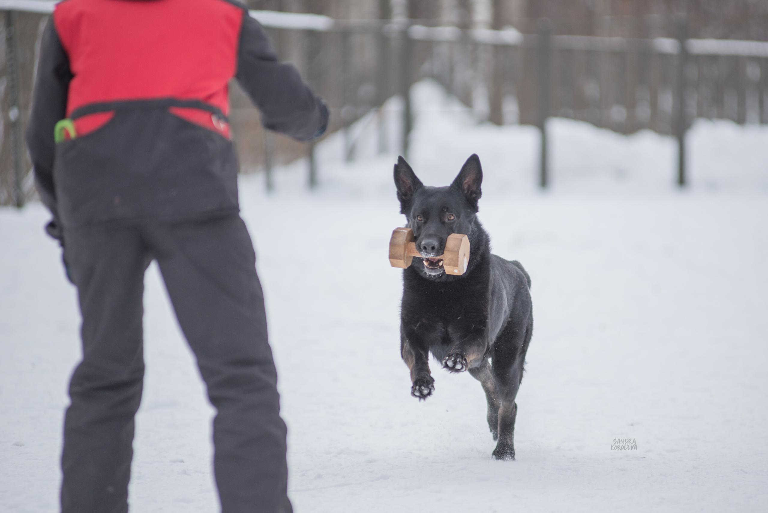 Тренинг с Сергеем Усковым 16-17.01.2021. Дог-фотограф в Тюмени Александра Королева