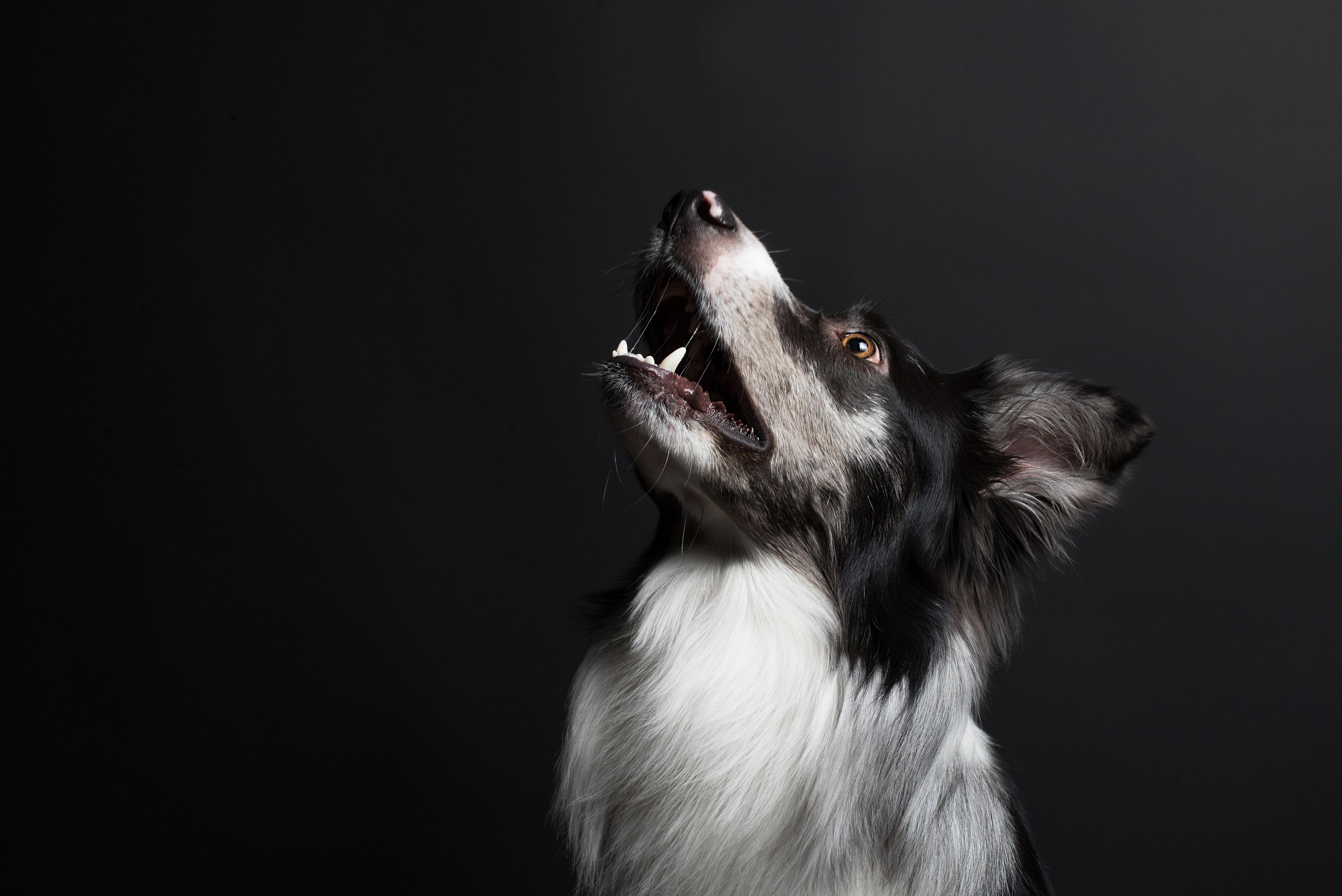 Black with dog. Дог-фотограф в Тюмени Александра Королева
