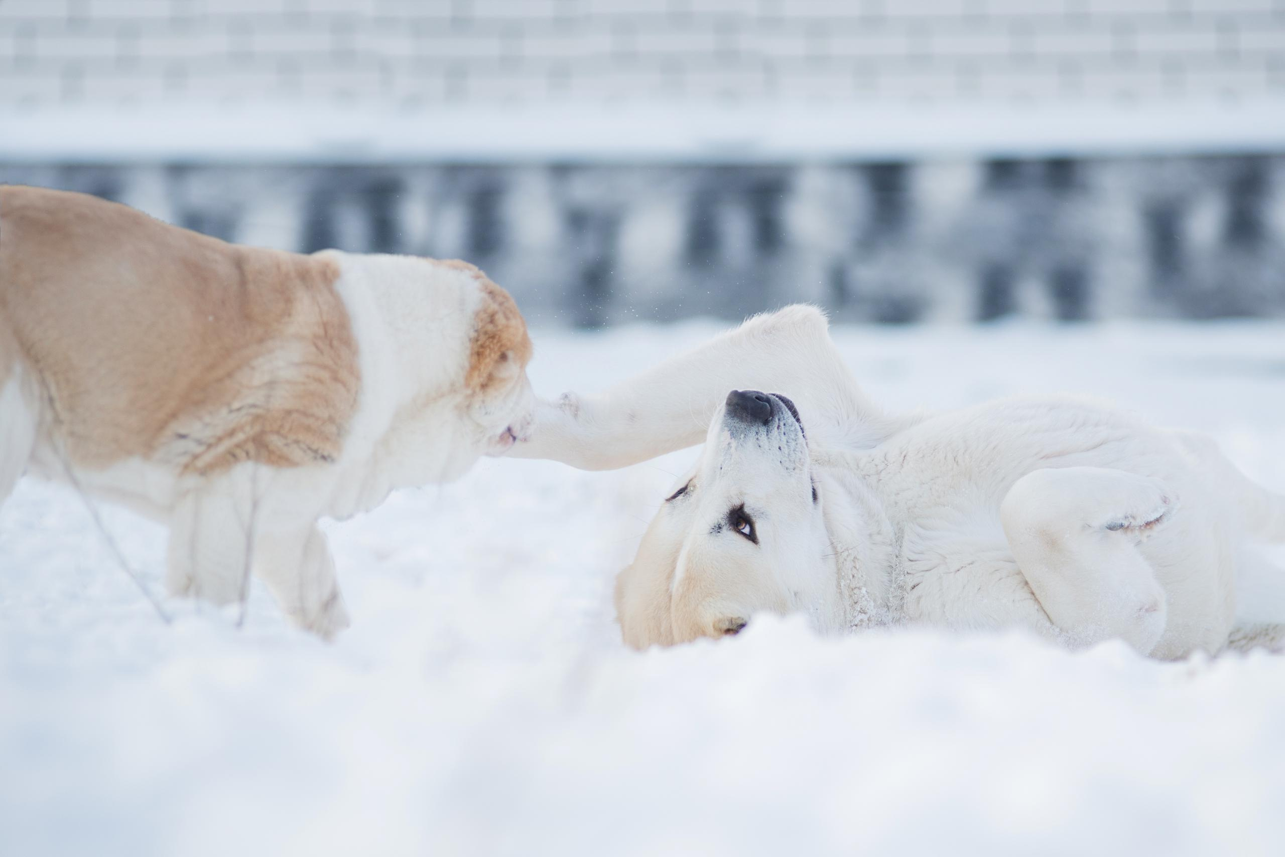 Щенки азиаты. Январь 2021. Дог-фотограф в Тюмени Александра Королева
