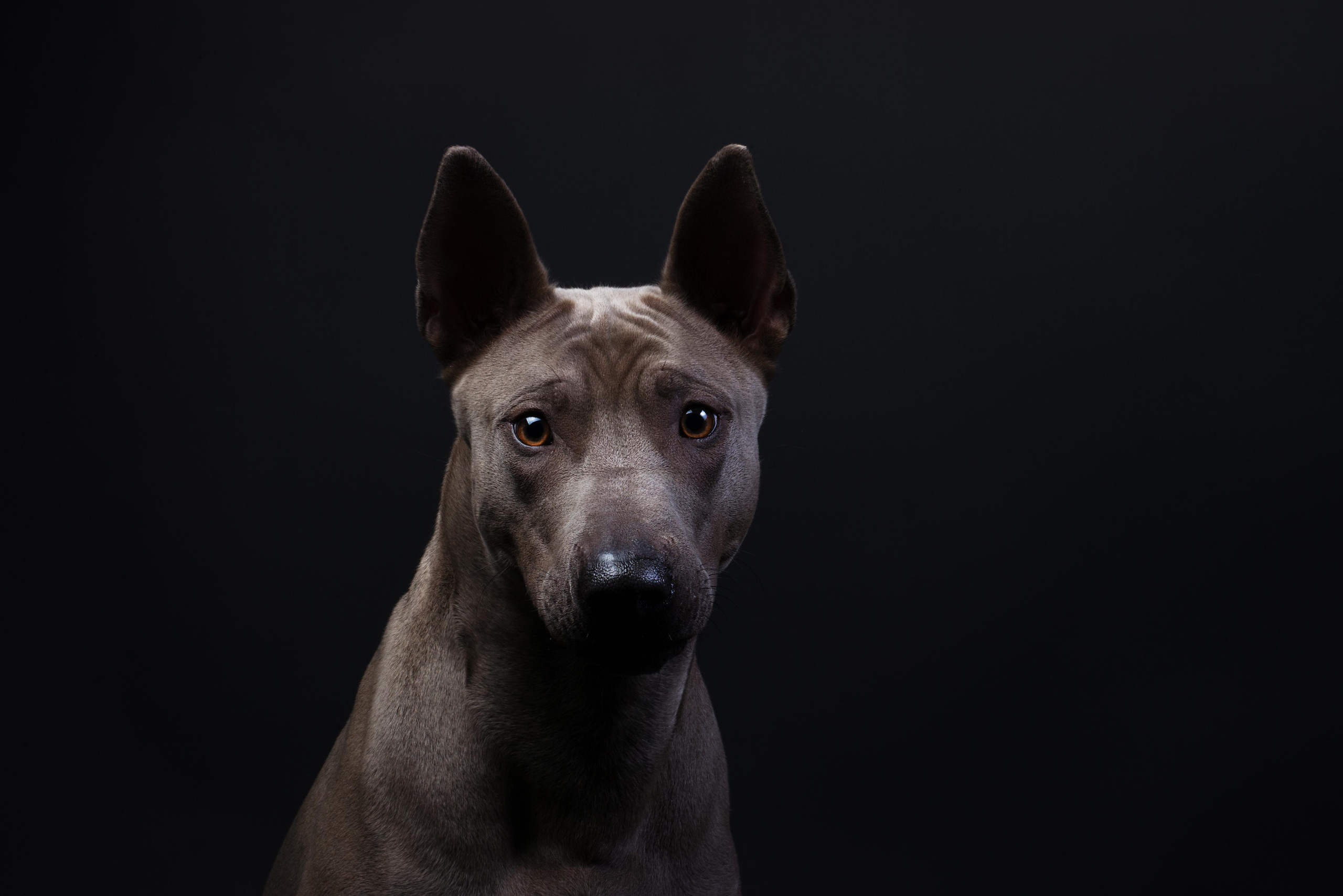 Black with dog. Дог-фотограф в Тюмени Александра Королева