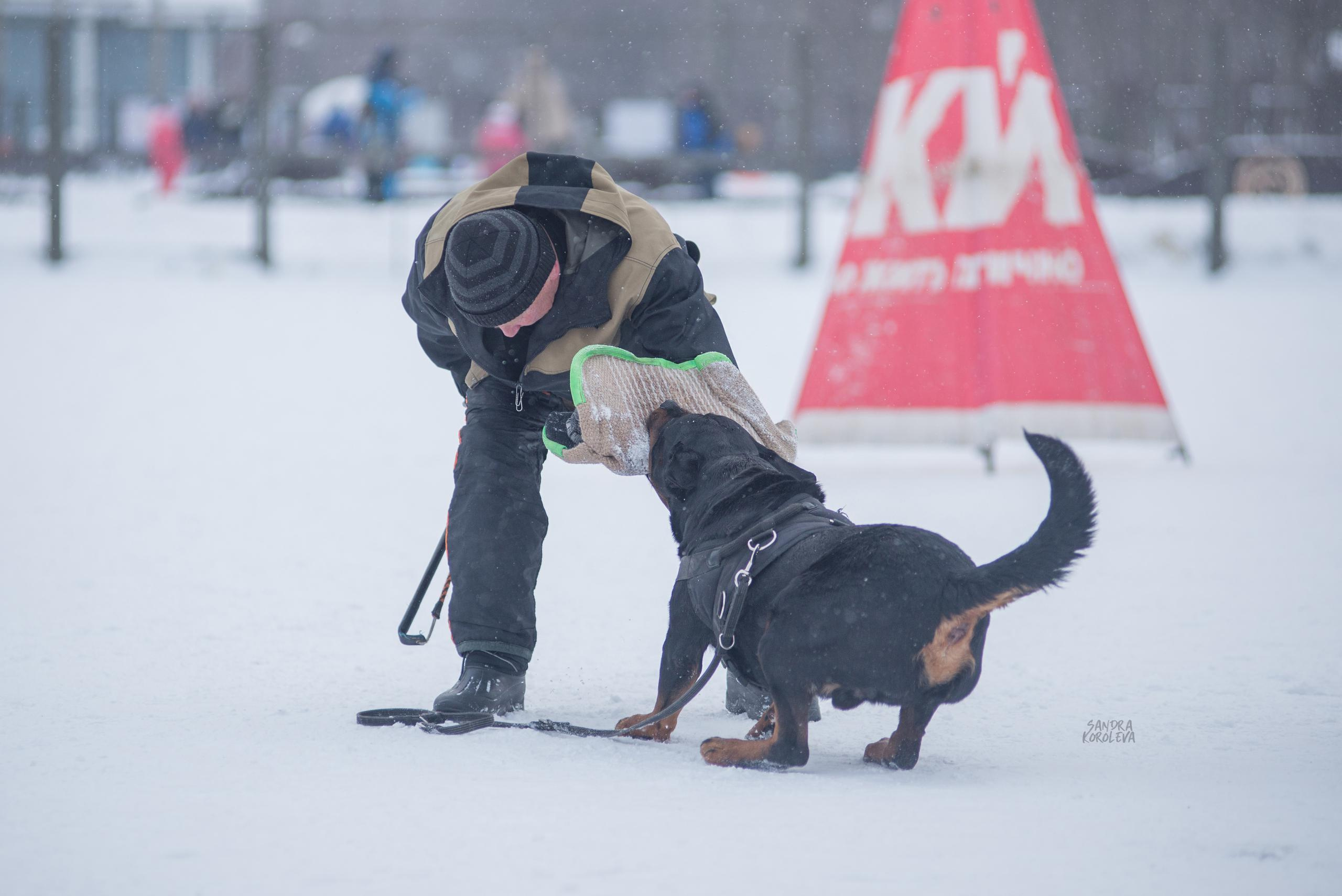 Тренинг с Сергеем Усковым 16-17.01.2021. Дог-фотограф в Тюмени Александра Королева