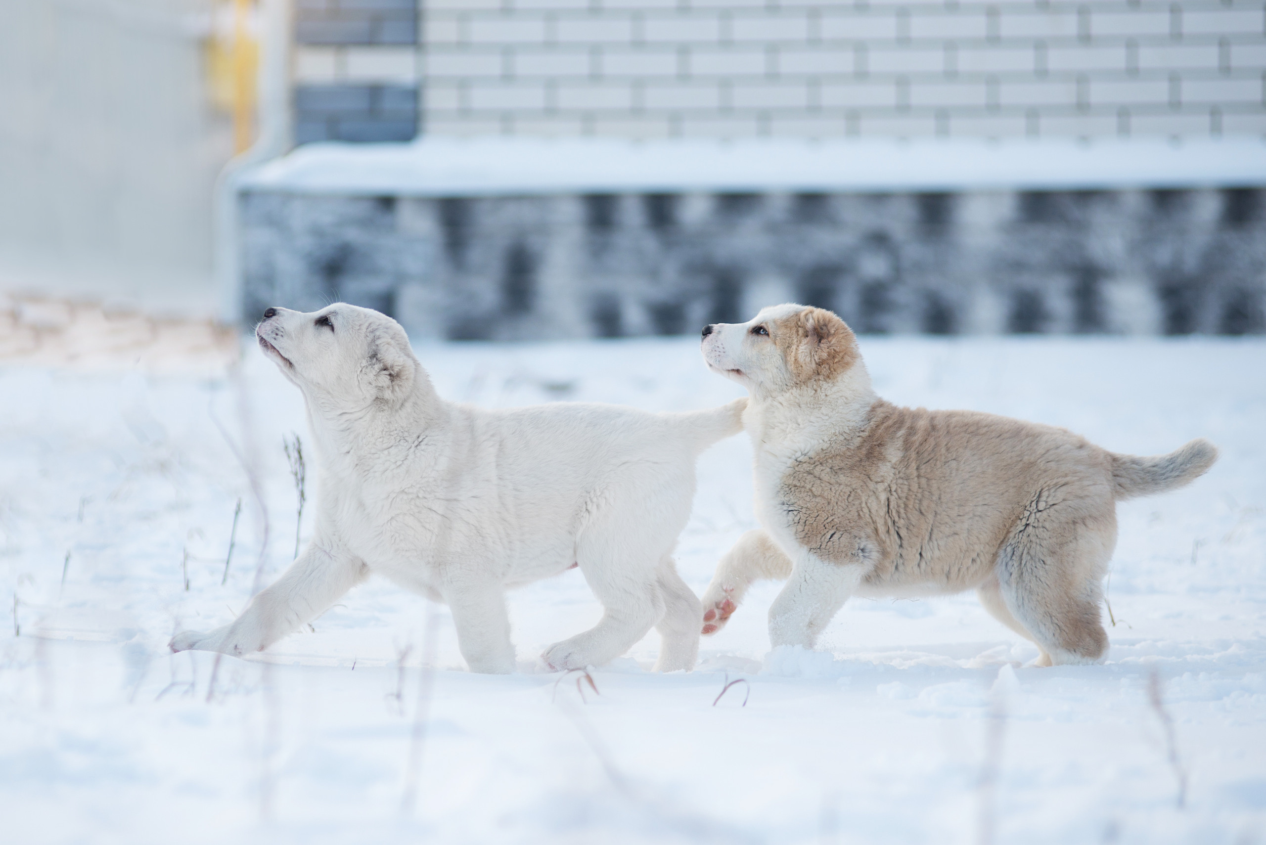 Щенки азиаты. Январь 2021. Дог-фотограф в Тюмени Александра Королева