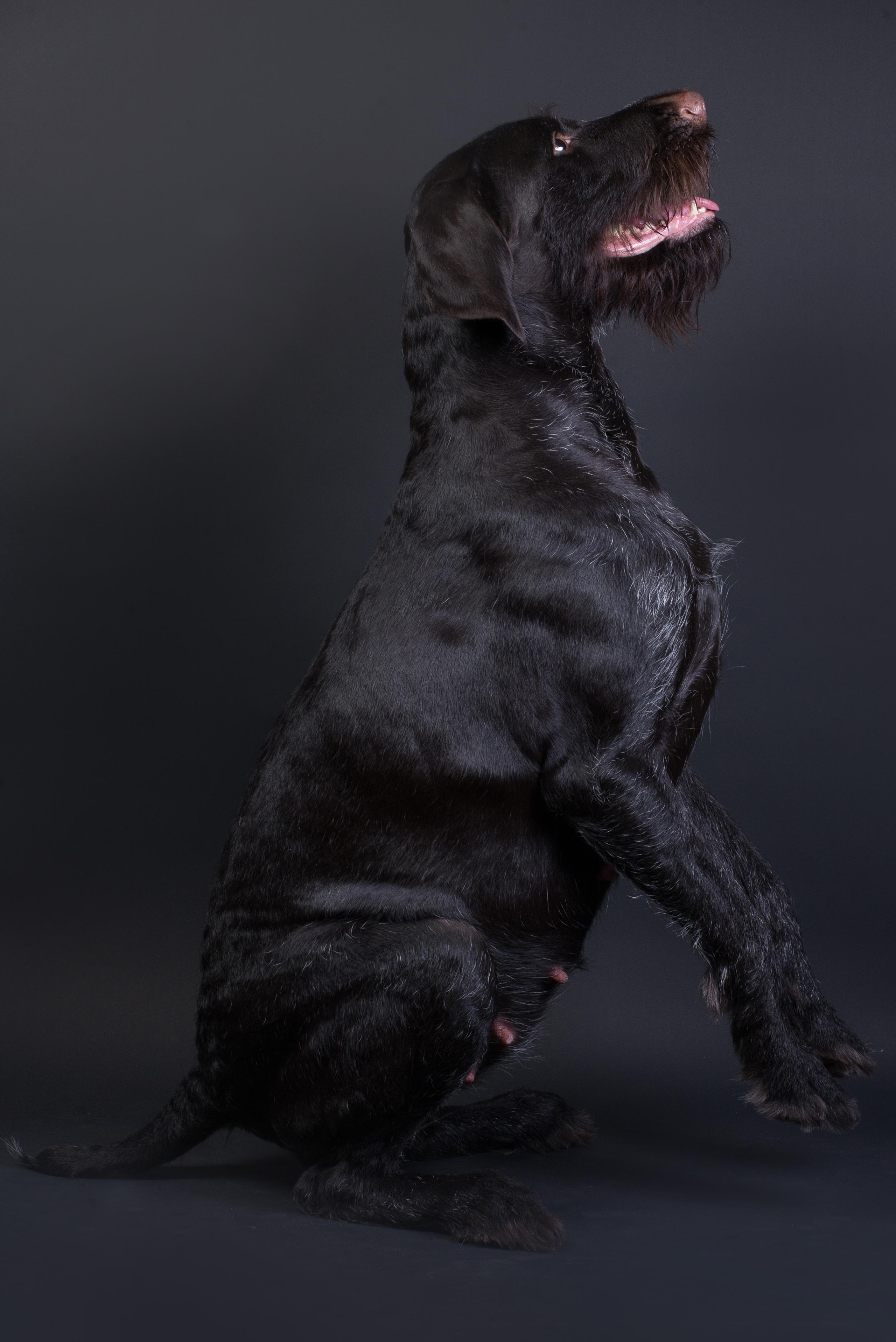 Black with dog. Дог-фотограф в Тюмени Александра Королева