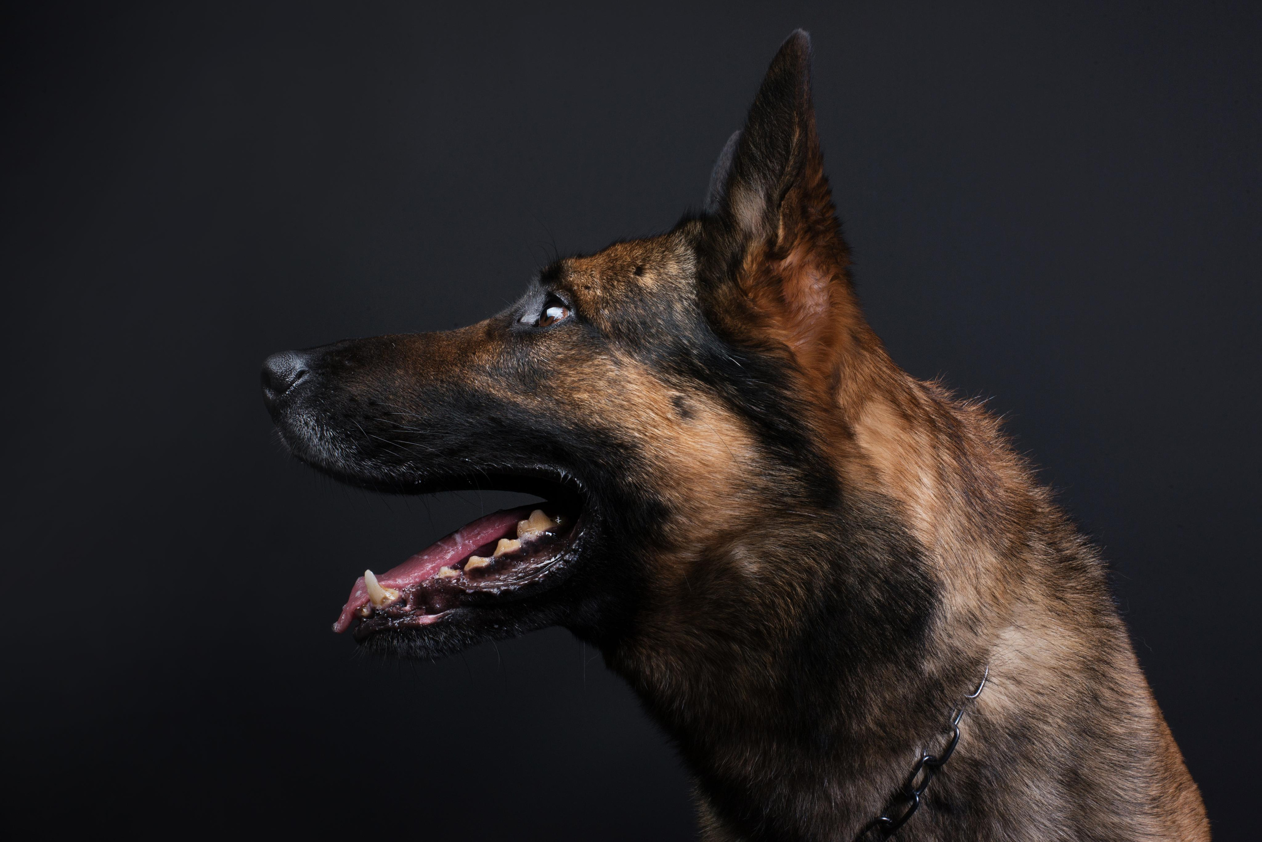 Black with dog. Дог-фотограф в Тюмени Александра Королева