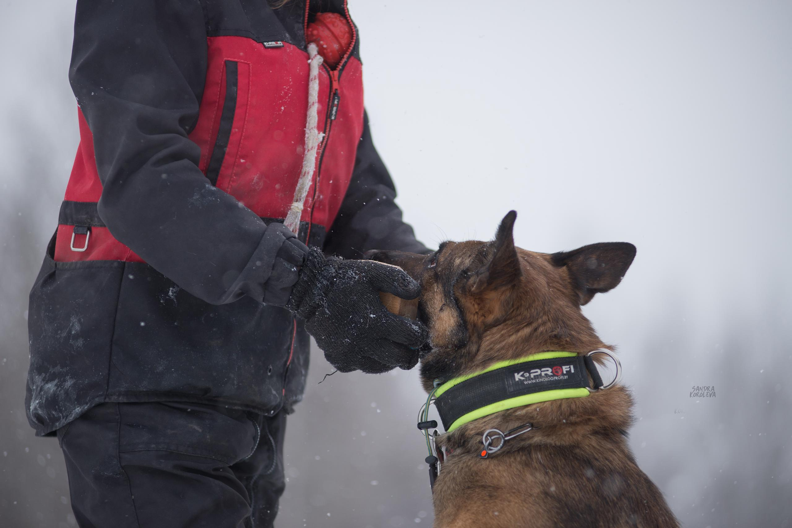 Тренинг с Сергеем Усковым 16-17.01.2021. Дог-фотограф в Тюмени Александра Королева