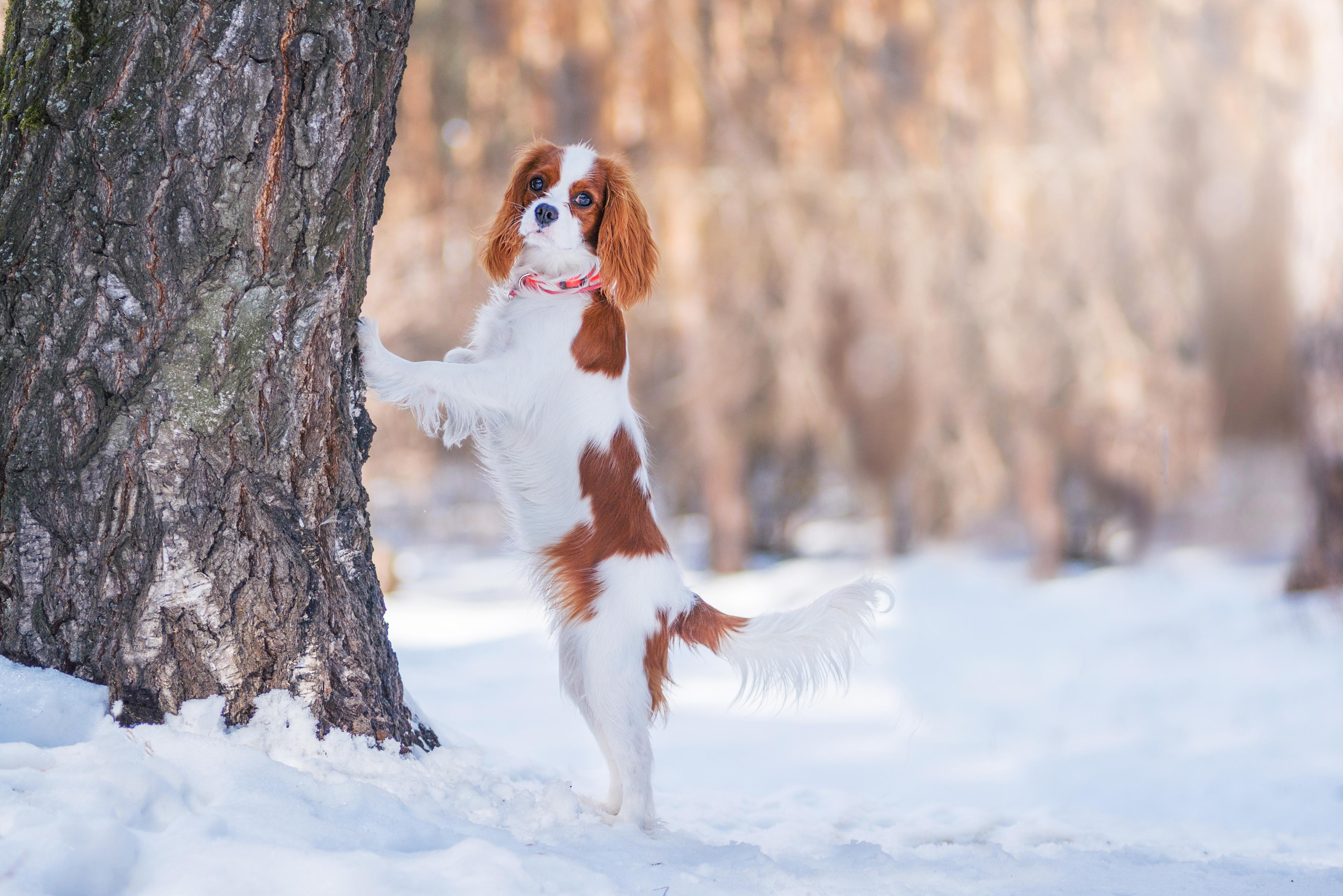 Весенний кавалер Лола. Дог-фотограф в Тюмени Александра Королева