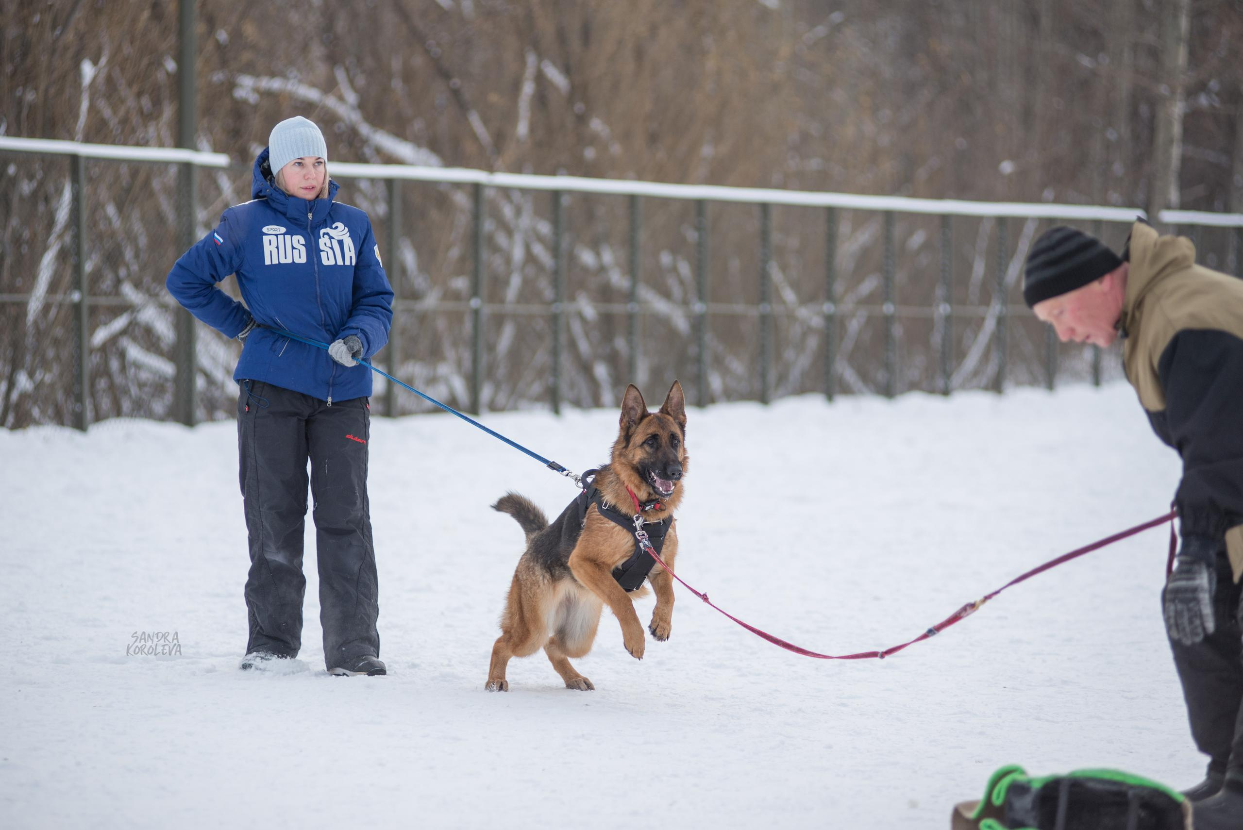 Тренинг с Сергеем Усковым 16-17.01.2021. Дог-фотограф в Тюмени Александра Королева