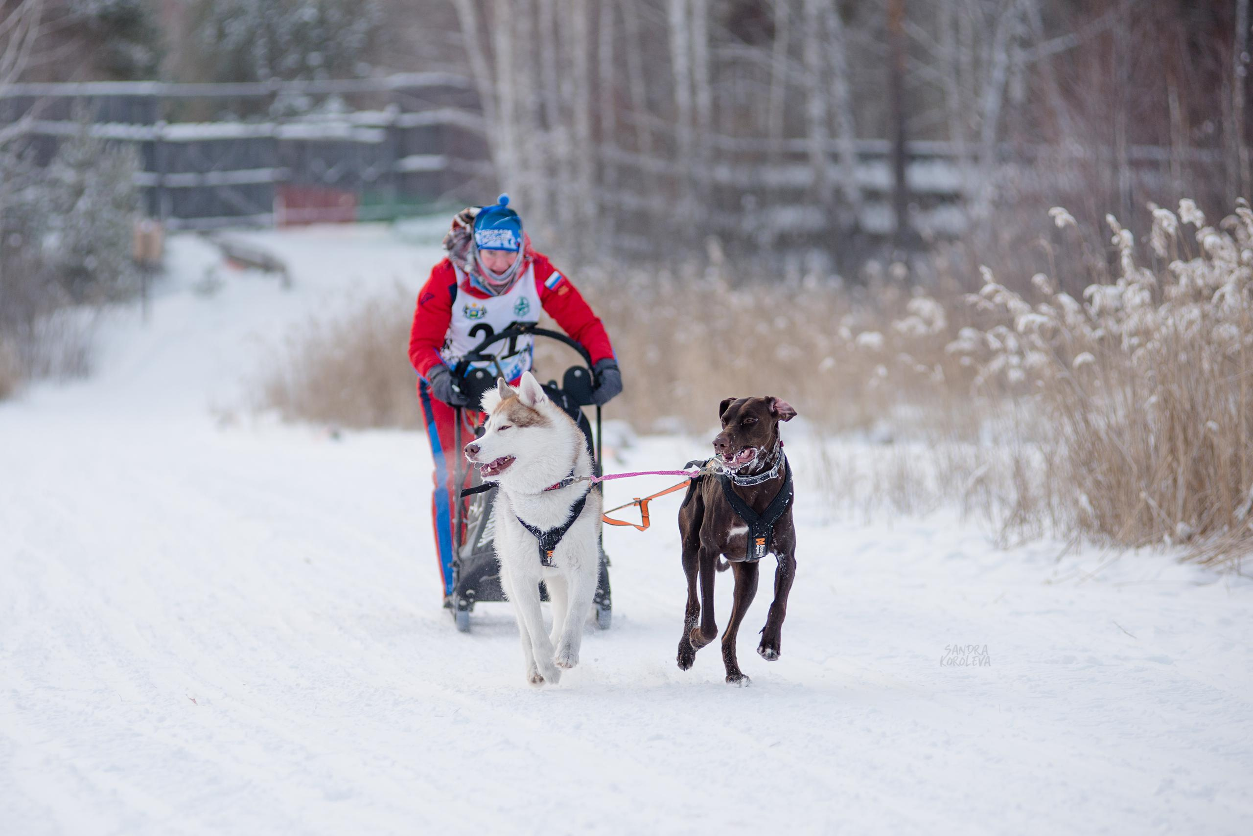 Рождественская гонка на Пруду Лесном 10.01.2021. Дог-фотограф в Тюмени Александра Королева