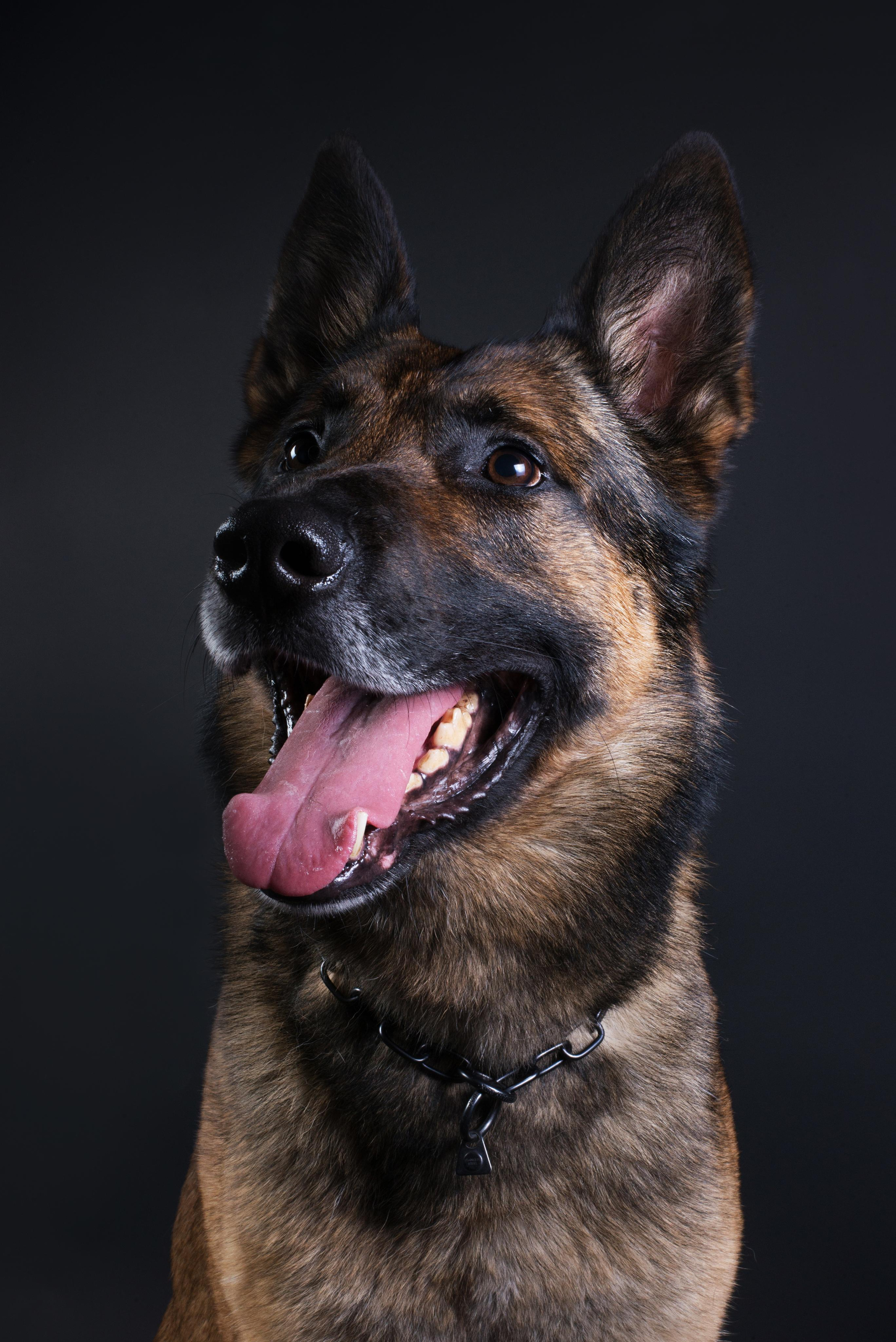 Black with dog. Дог-фотограф в Тюмени Александра Королева