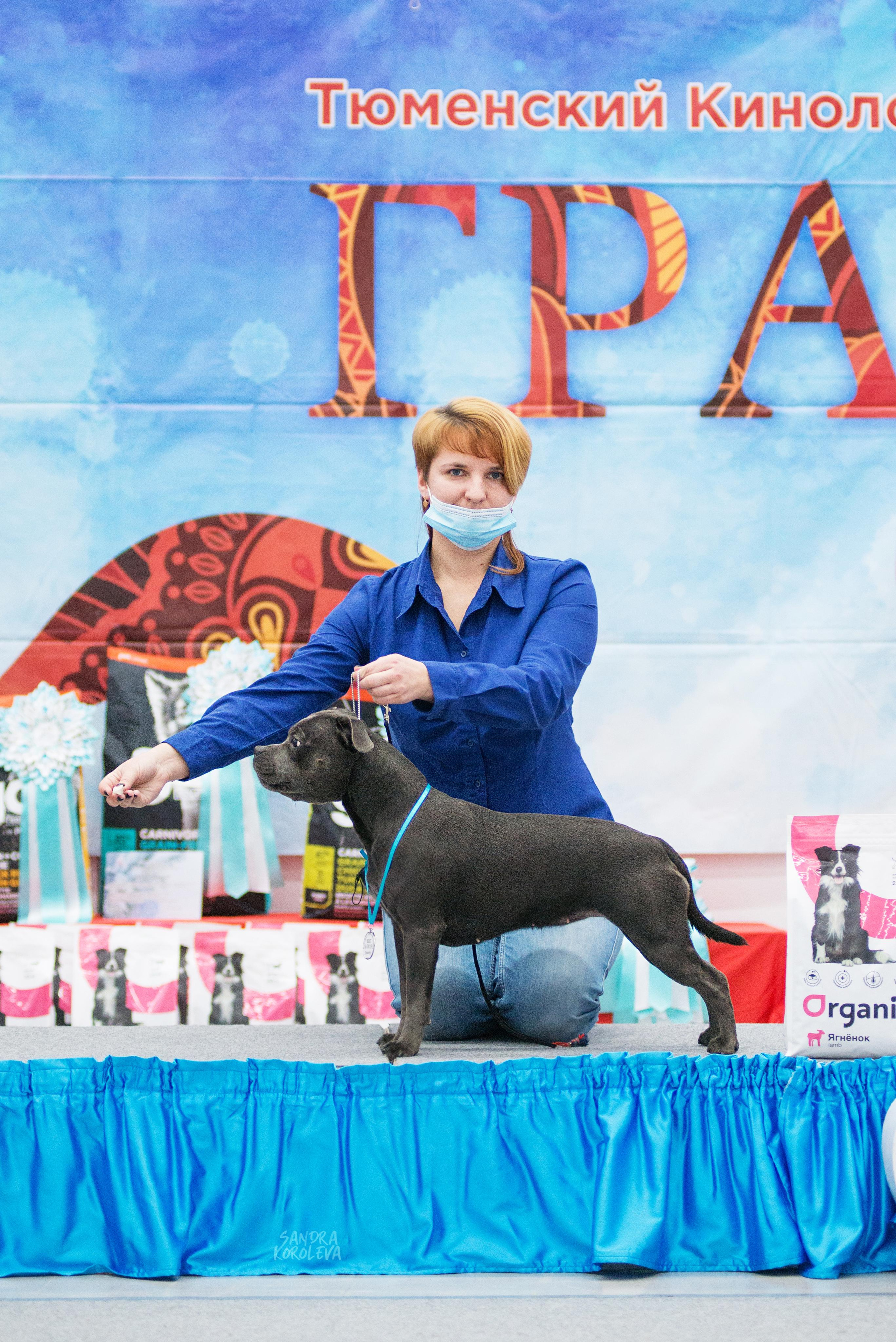 Выставка собак г. Тюмень 07.02.2020. Дог-фотограф в Тюмени Александра Королева