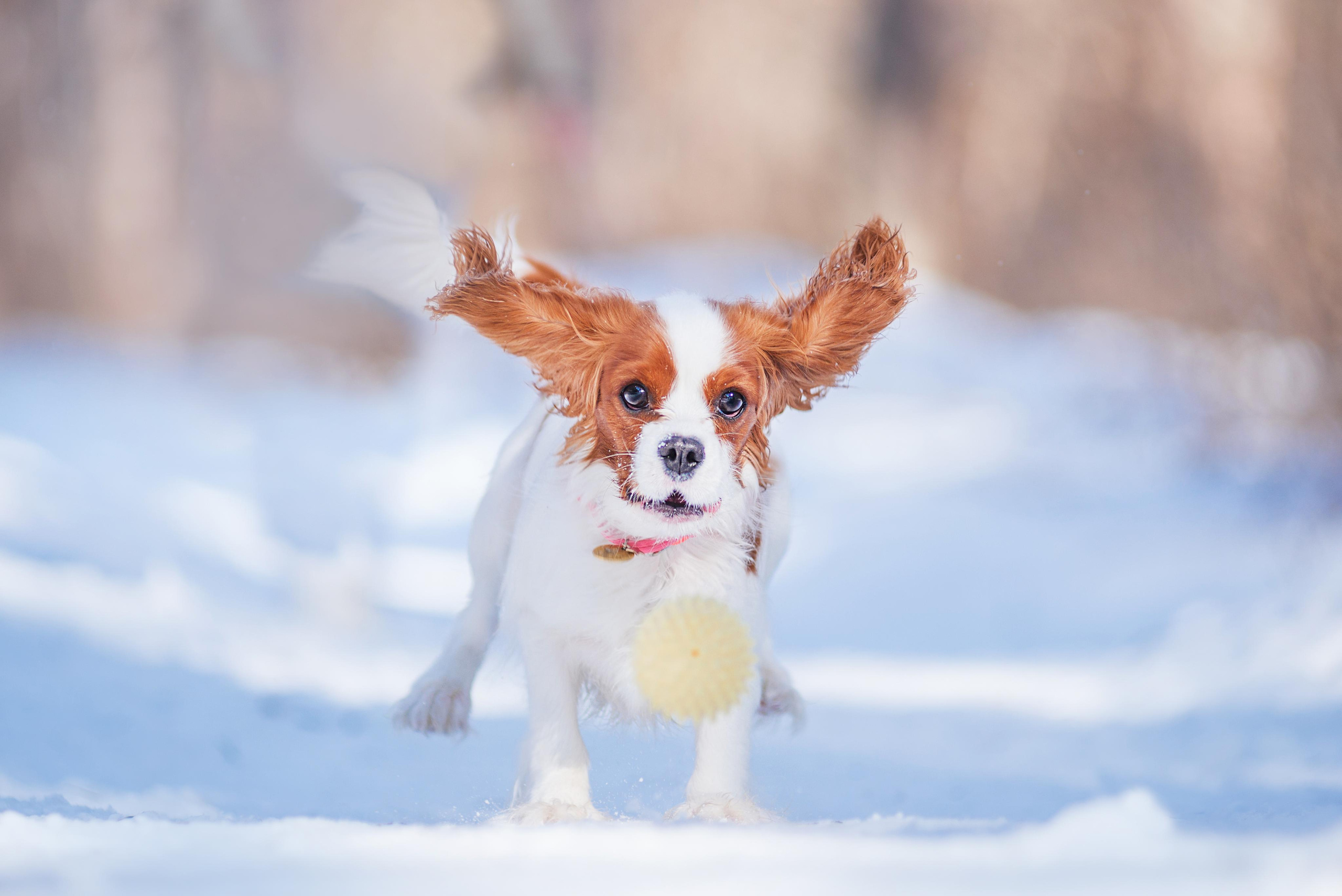 Весенний кавалер Лола. Дог-фотограф в Тюмени Александра Королева