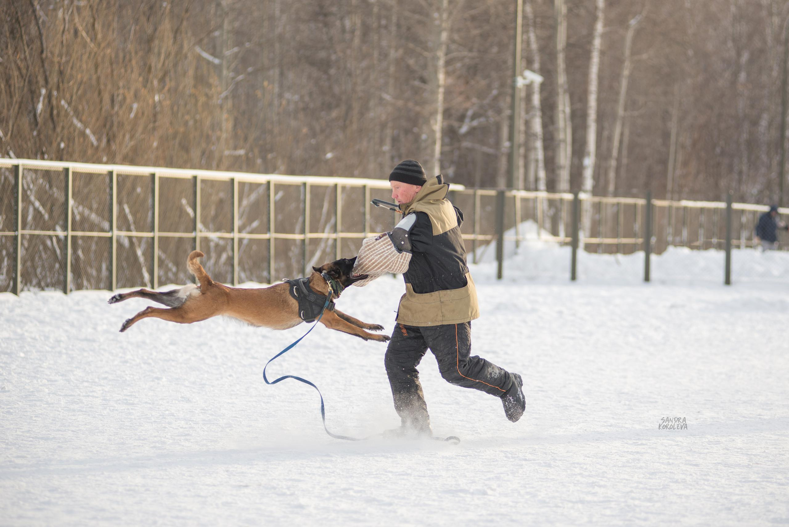 Тренинг с Сергеем Усковым 16-17.01.2021. Дог-фотограф в Тюмени Александра Королева