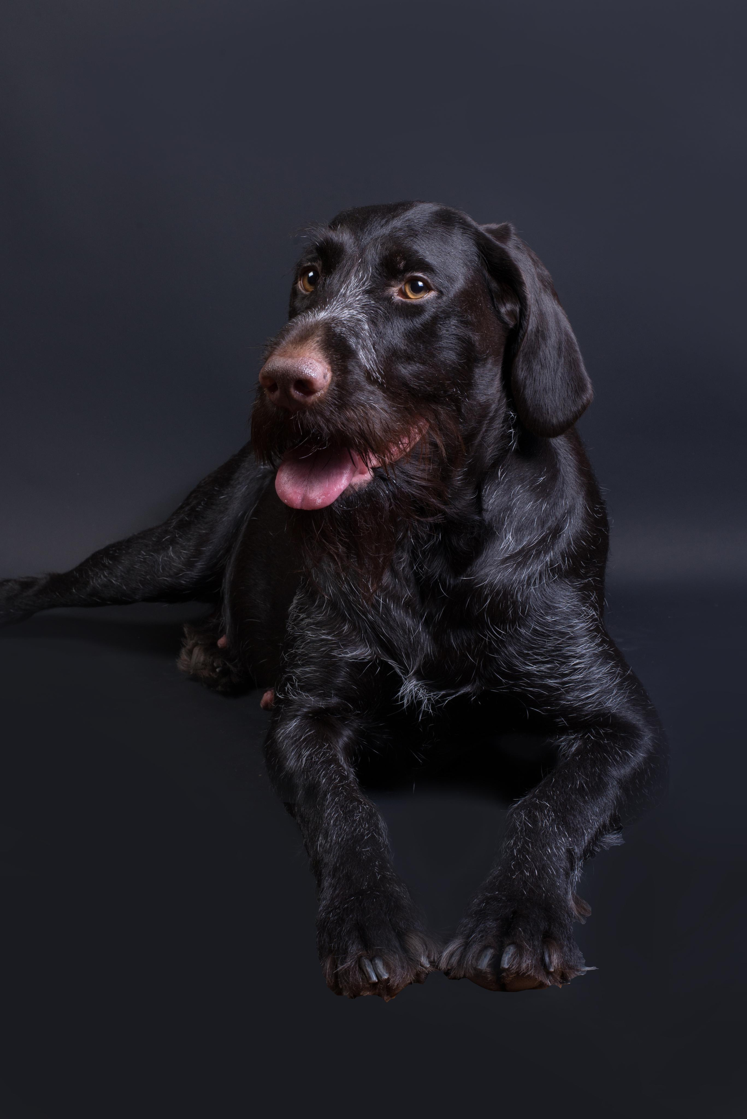 Black with dog. Дог-фотограф в Тюмени Александра Королева