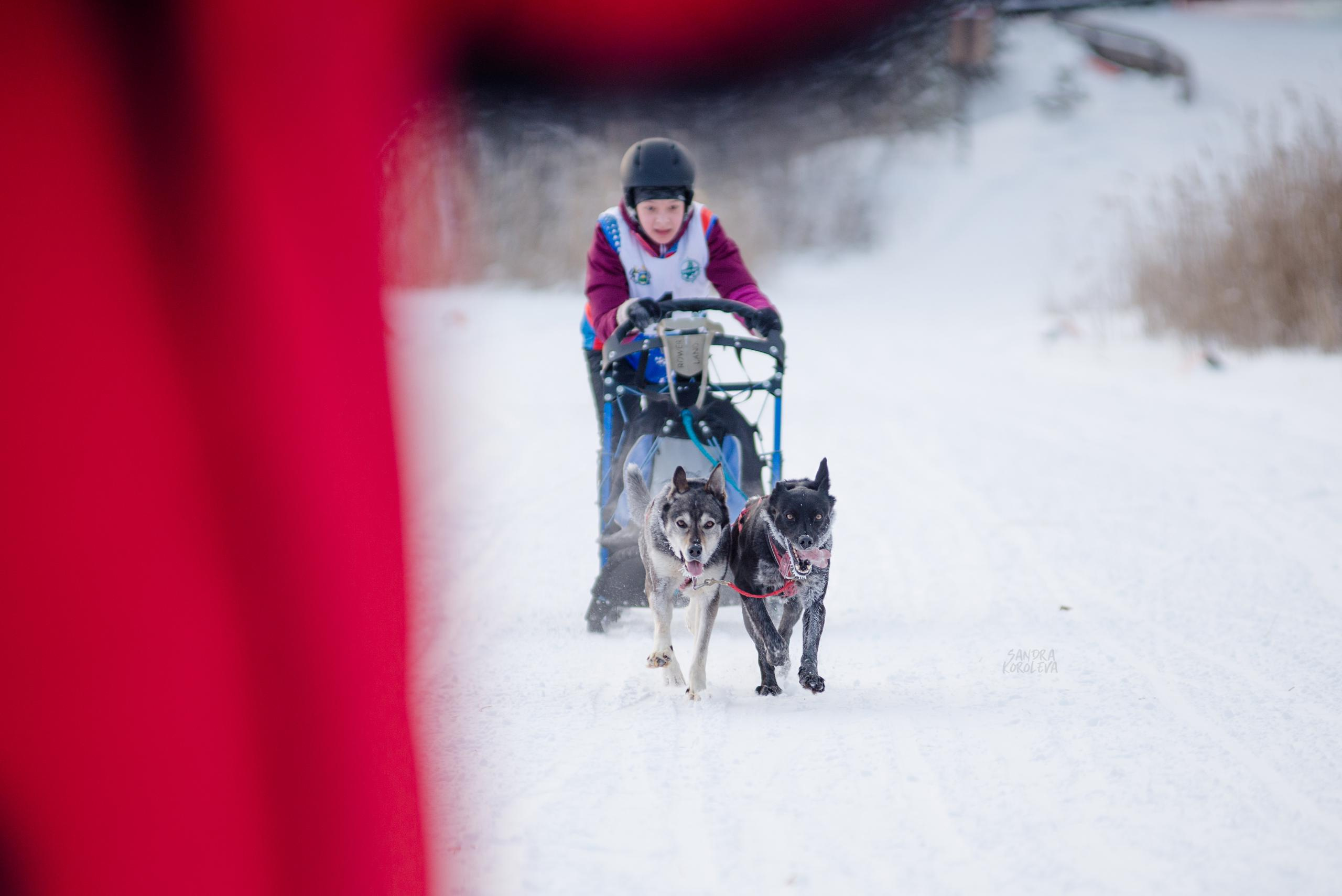 Рождественская гонка на Пруду Лесном 10.01.2021. Дог-фотограф в Тюмени Александра Королева