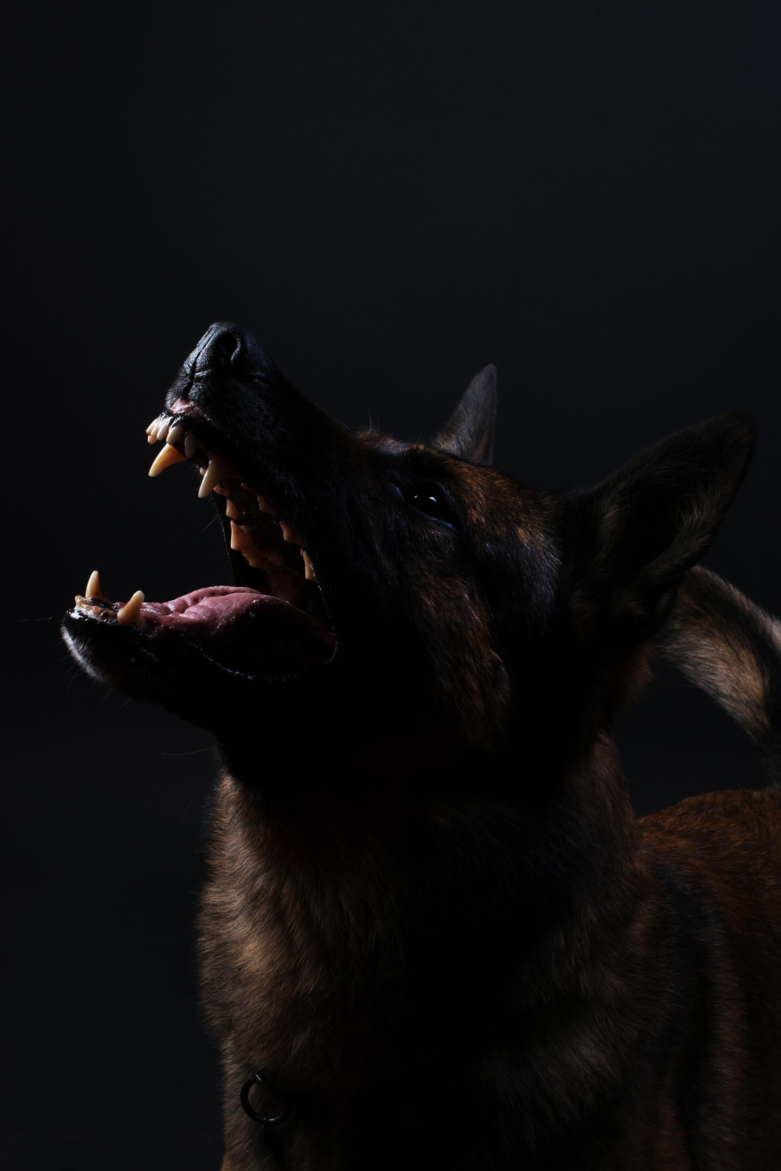 Black with dog. Дог-фотограф в Тюмени Александра Королева