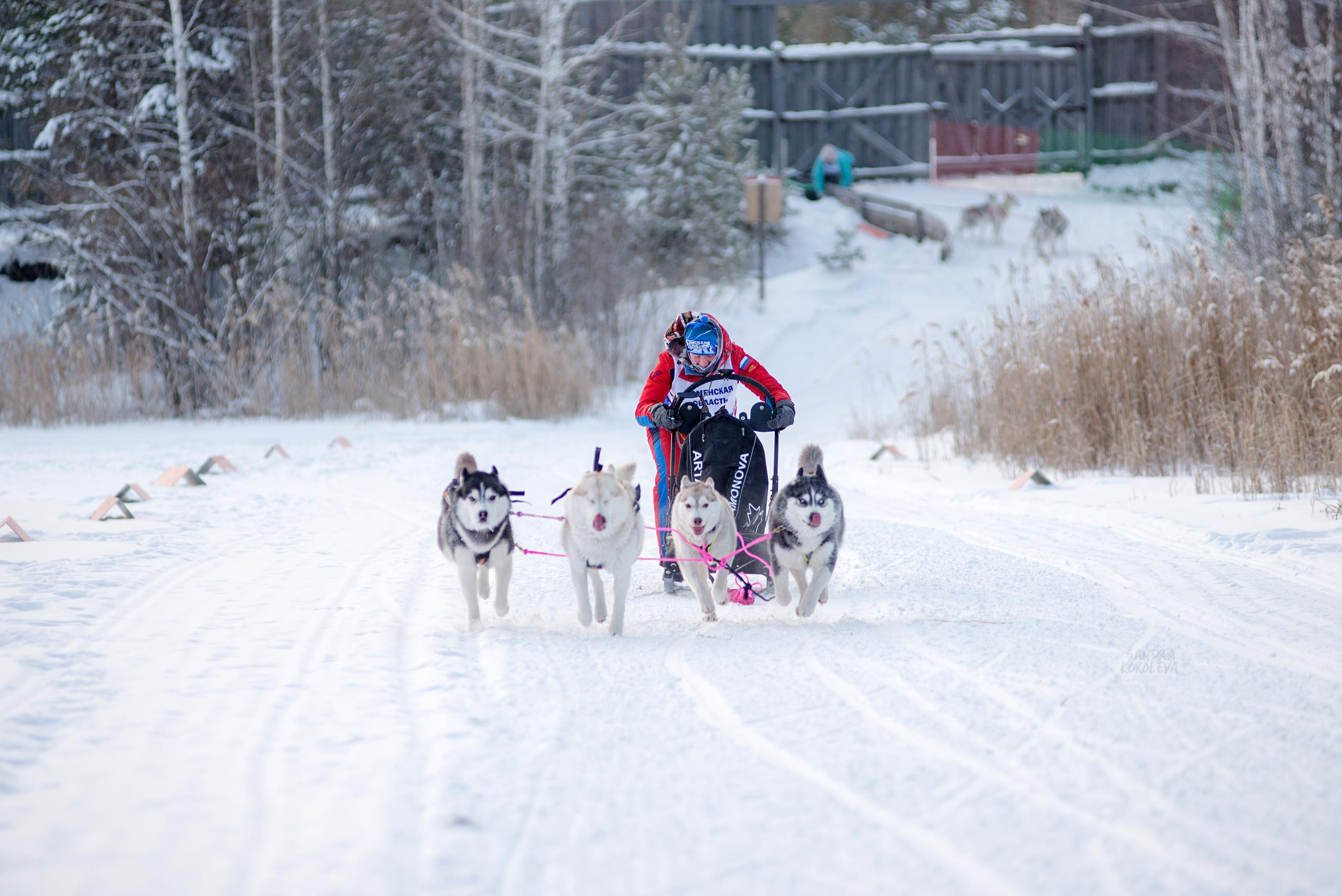 Рождественская гонка на Пруду Лесном 10.01.2021. Дог-фотограф в Тюмени Александра Королева