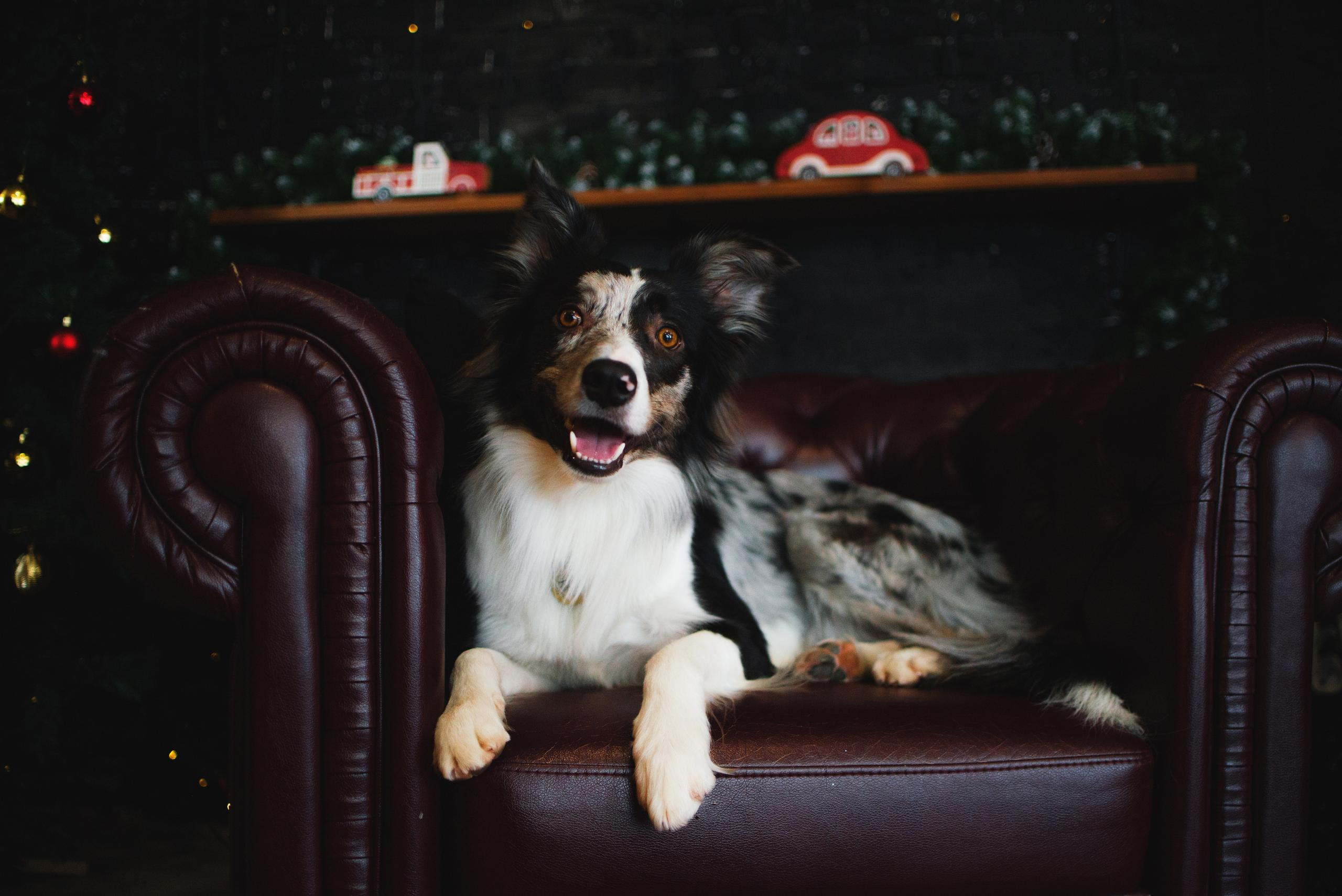 Настя, Илья и Тейс. Новогодняя съемка 2021. Дог-фотограф в Тюмени Александра Королева