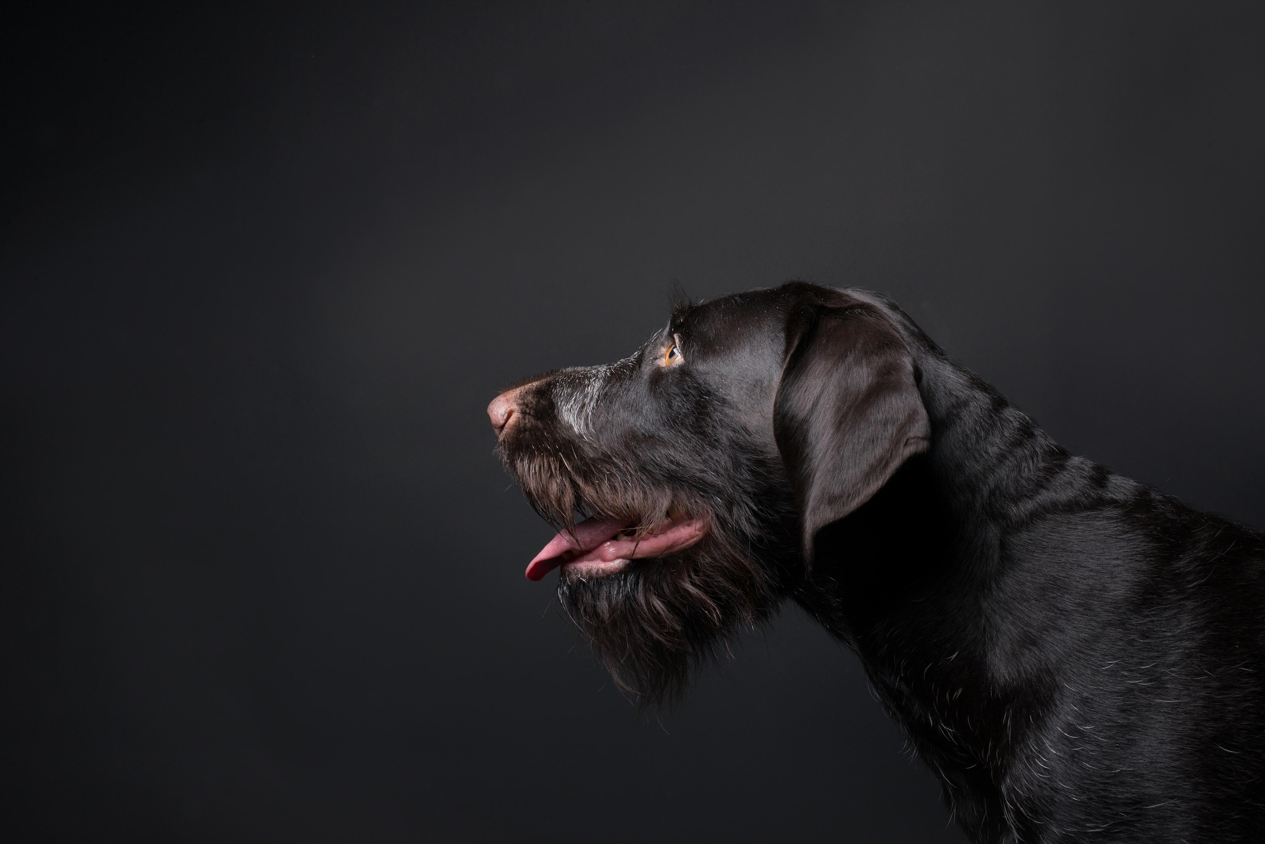 Black with dog. Дог-фотограф в Тюмени Александра Королева