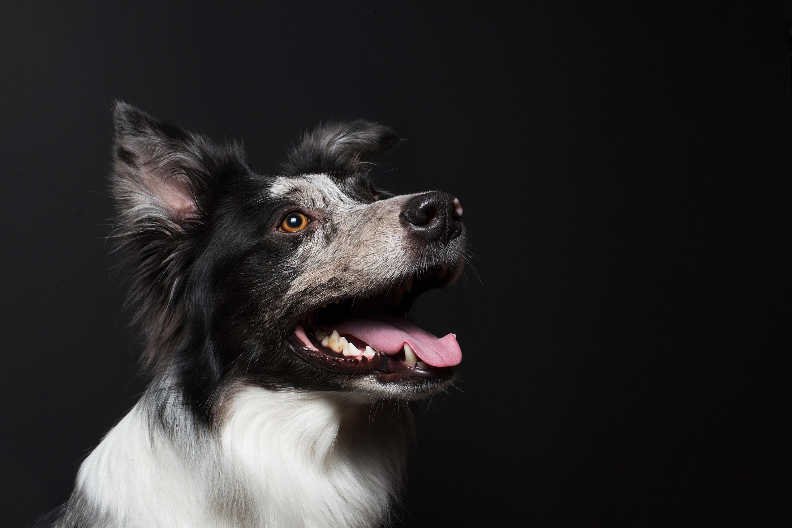 Black with dog. Дог-фотограф в Тюмени Александра Королева
