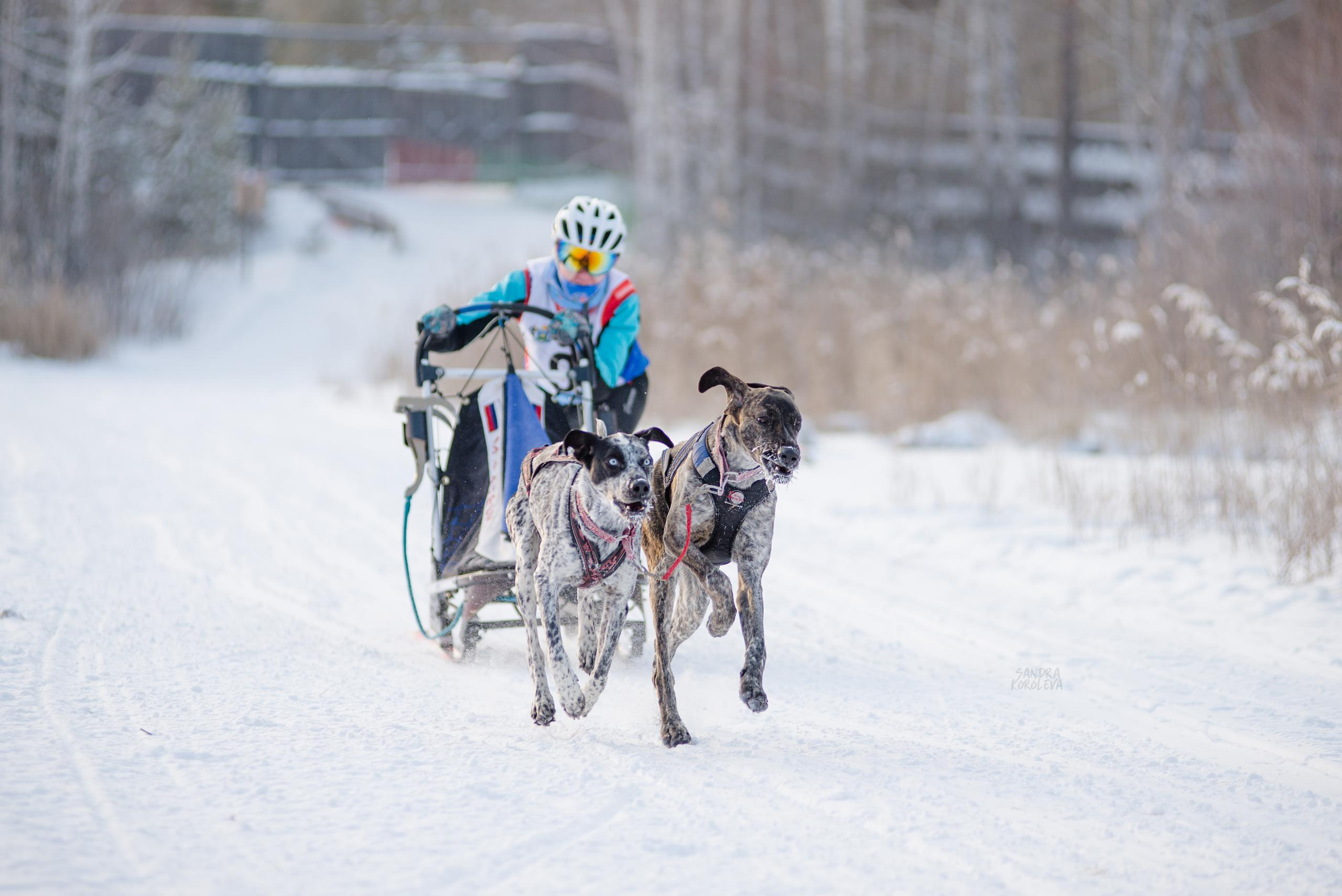 Рождественская гонка на Пруду Лесном 10.01.2021. Дог-фотограф в Тюмени Александра Королева