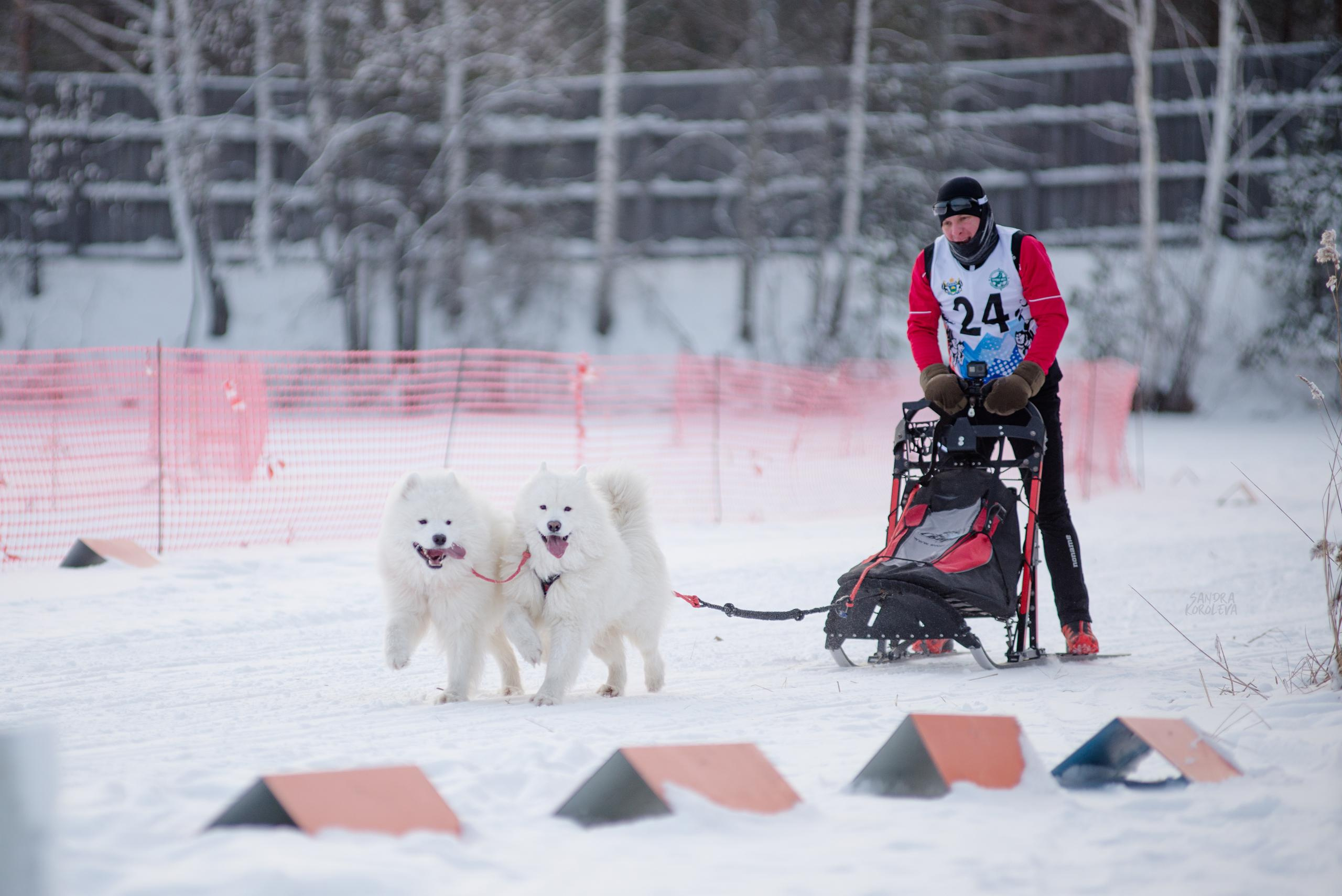 Рождественская гонка на Пруду Лесном 10.01.2021. Дог-фотограф в Тюмени Александра Королева