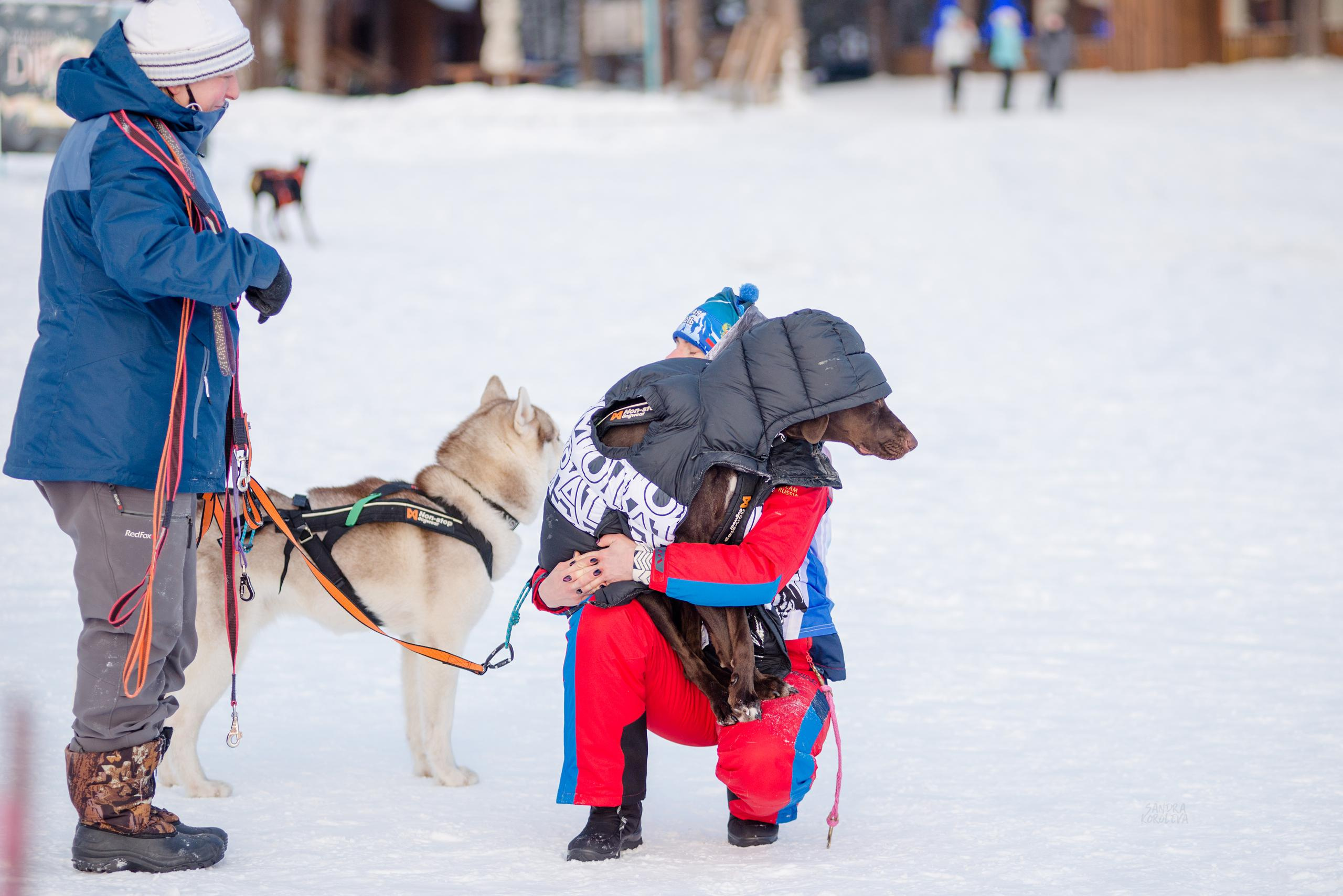 Рождественская гонка на Пруду Лесном 10.01.2021. Дог-фотограф в Тюмени Александра Королева
