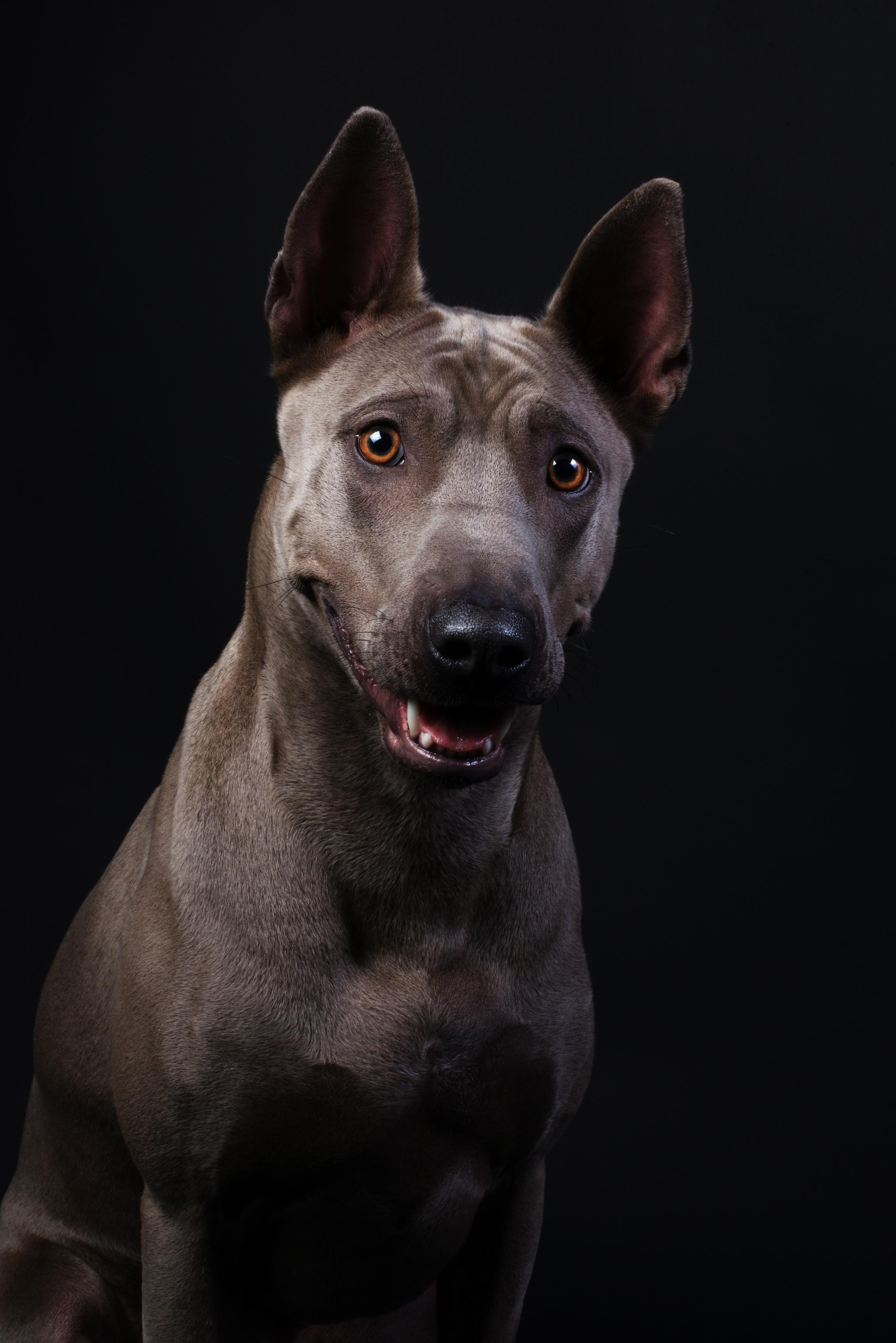 Black with dog. Дог-фотограф в Тюмени Александра Королева