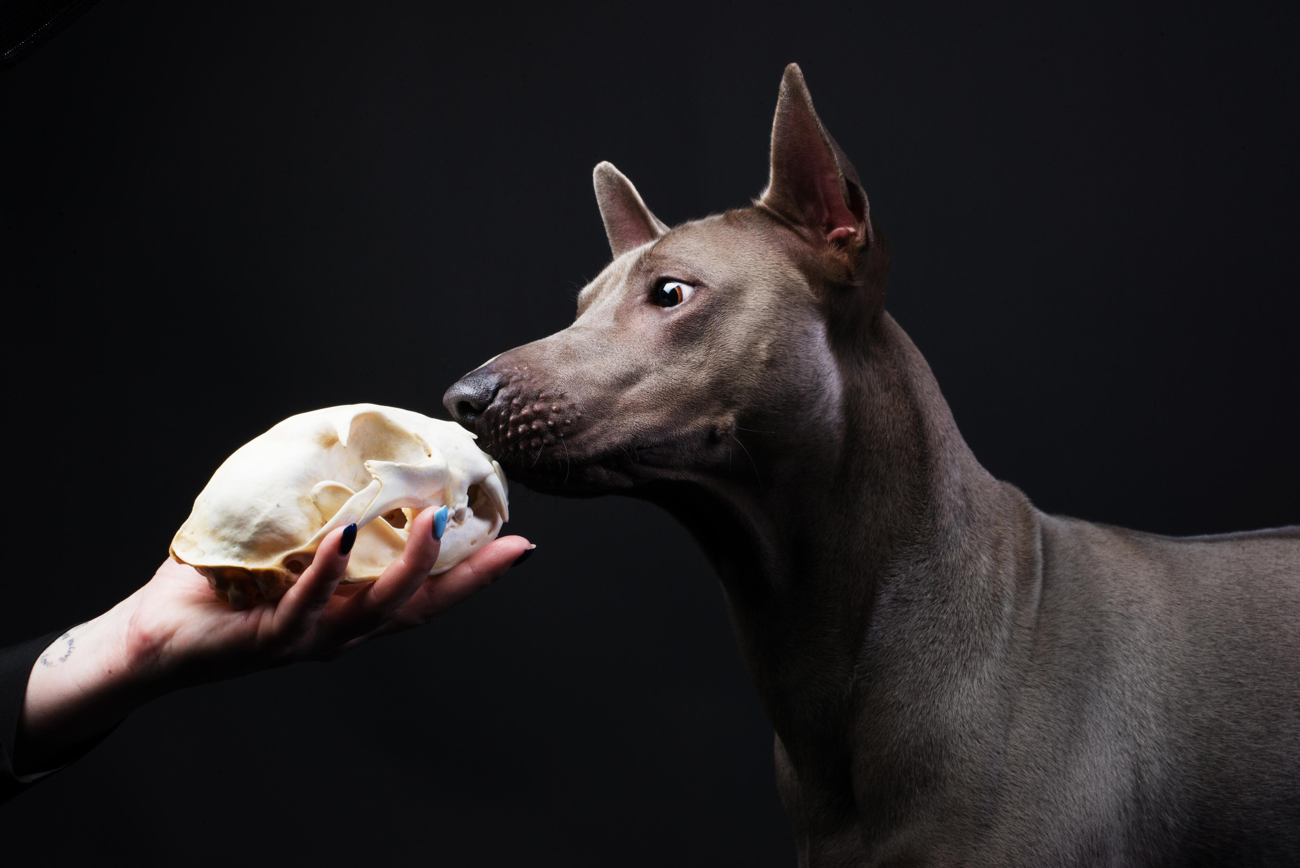 Black with dog. Дог-фотограф в Тюмени Александра Королева