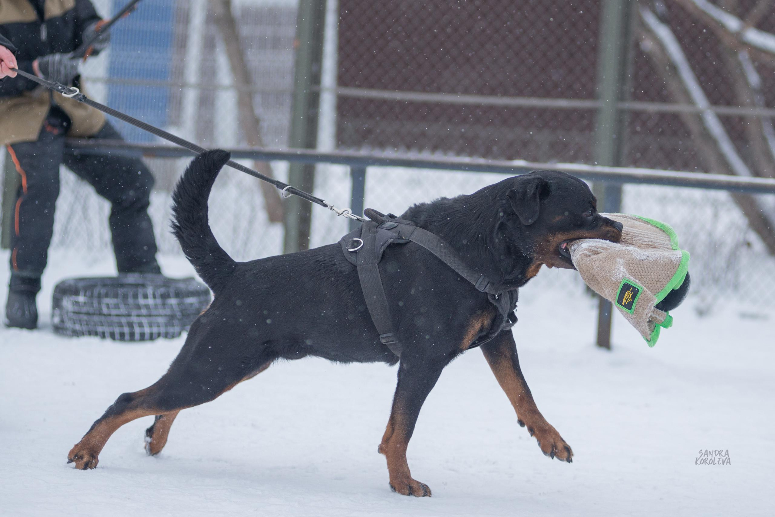 Тренинг с Сергеем Усковым 16-17.01.2021. Дог-фотограф в Тюмени Александра Королева