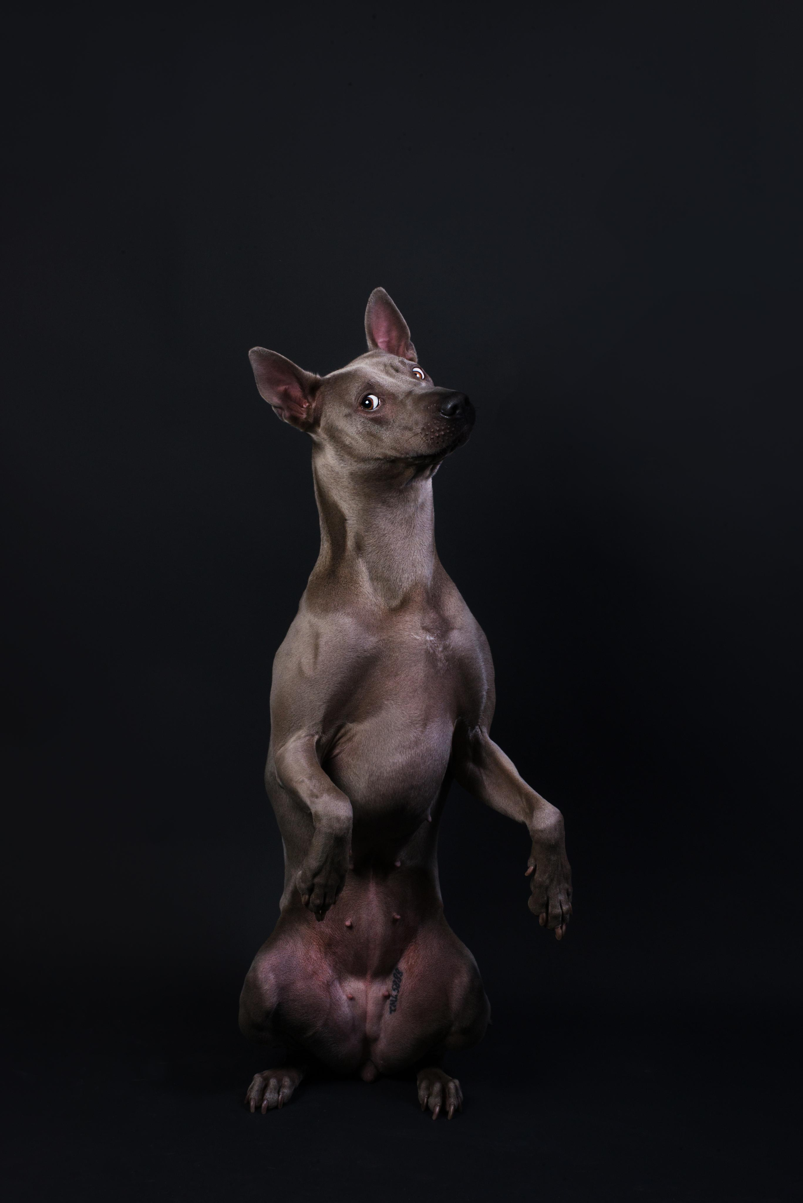 Black with dog. Дог-фотограф в Тюмени Александра Королева