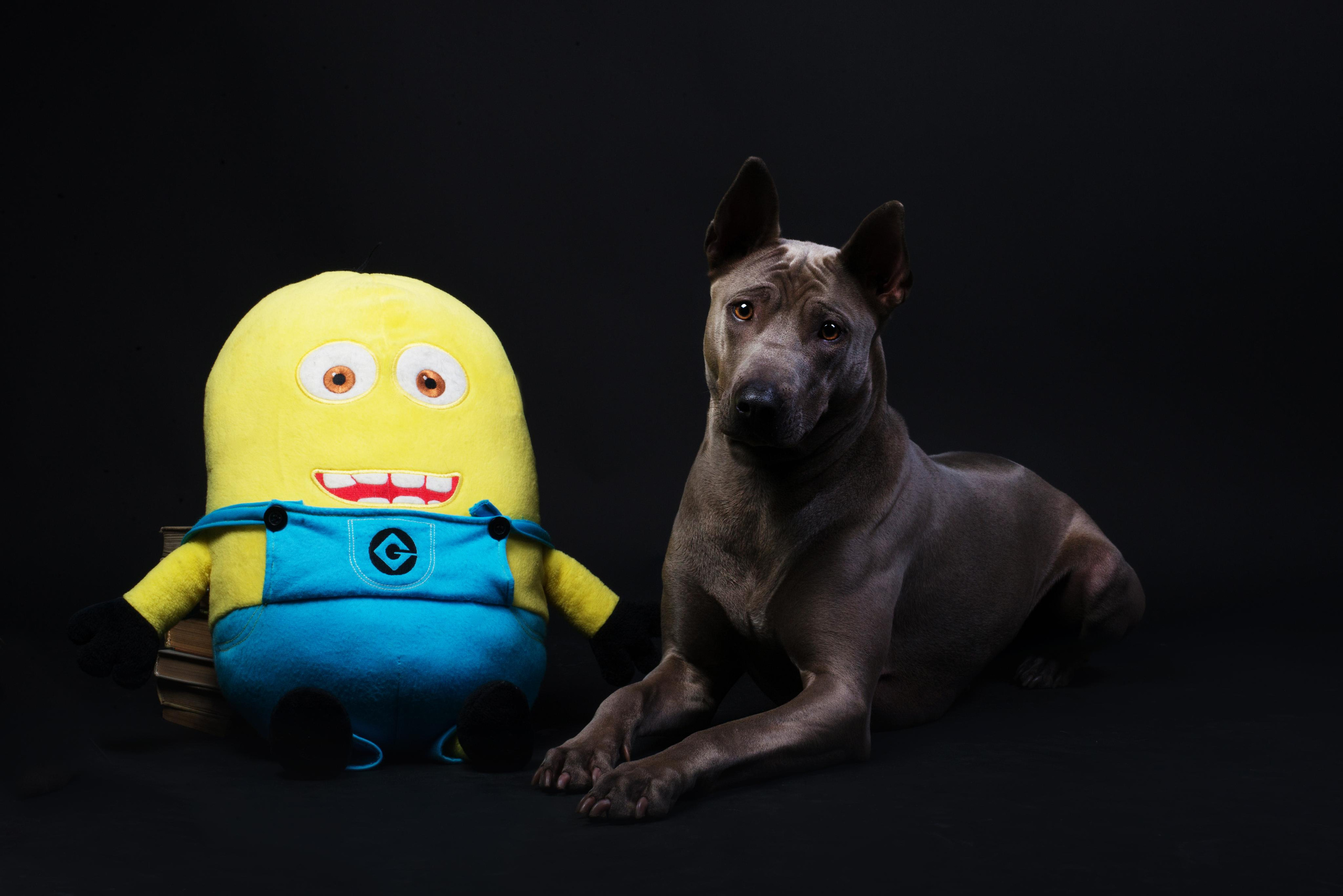 Black with dog. Дог-фотограф в Тюмени Александра Королева