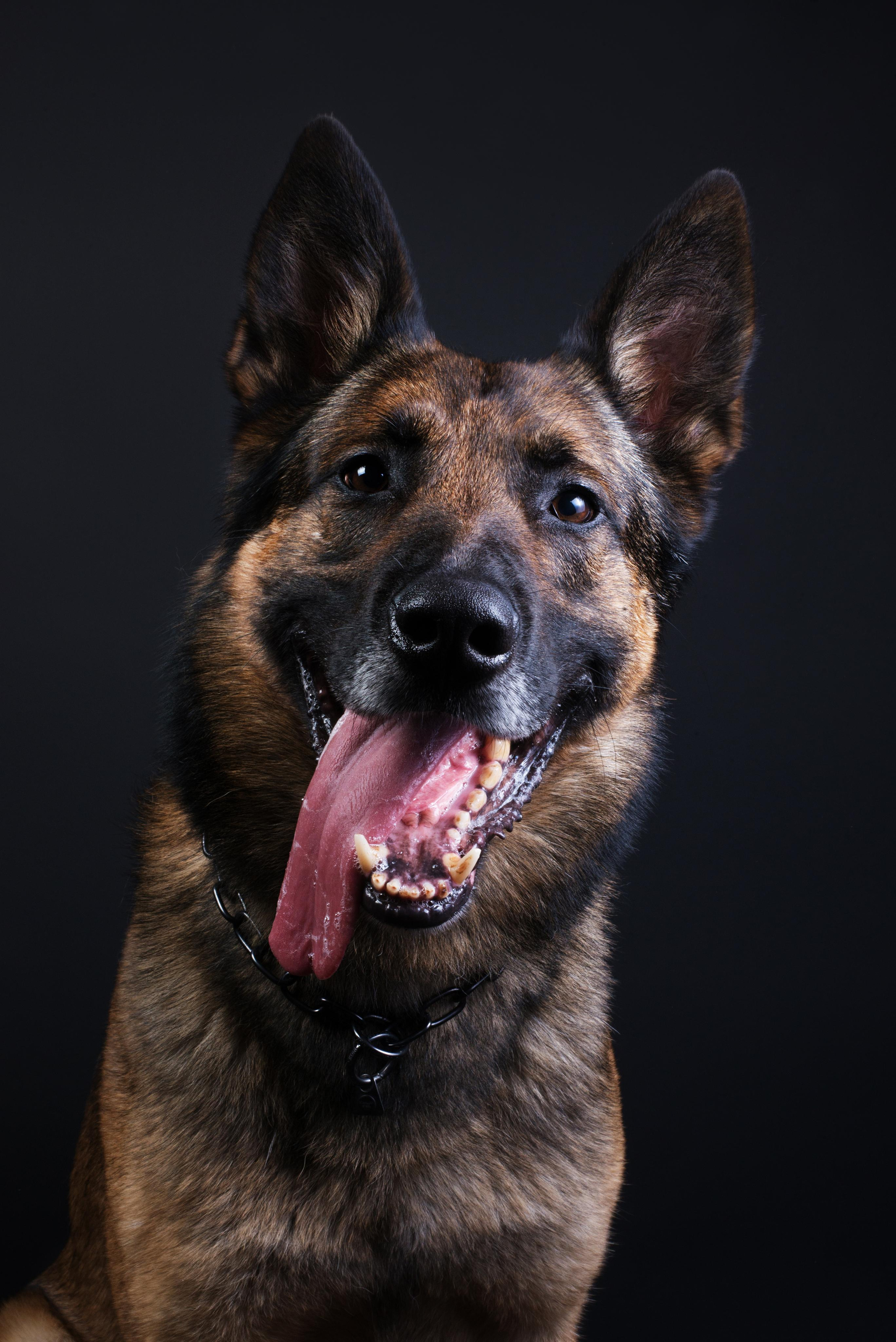 Black with dog. Дог-фотограф в Тюмени Александра Королева
