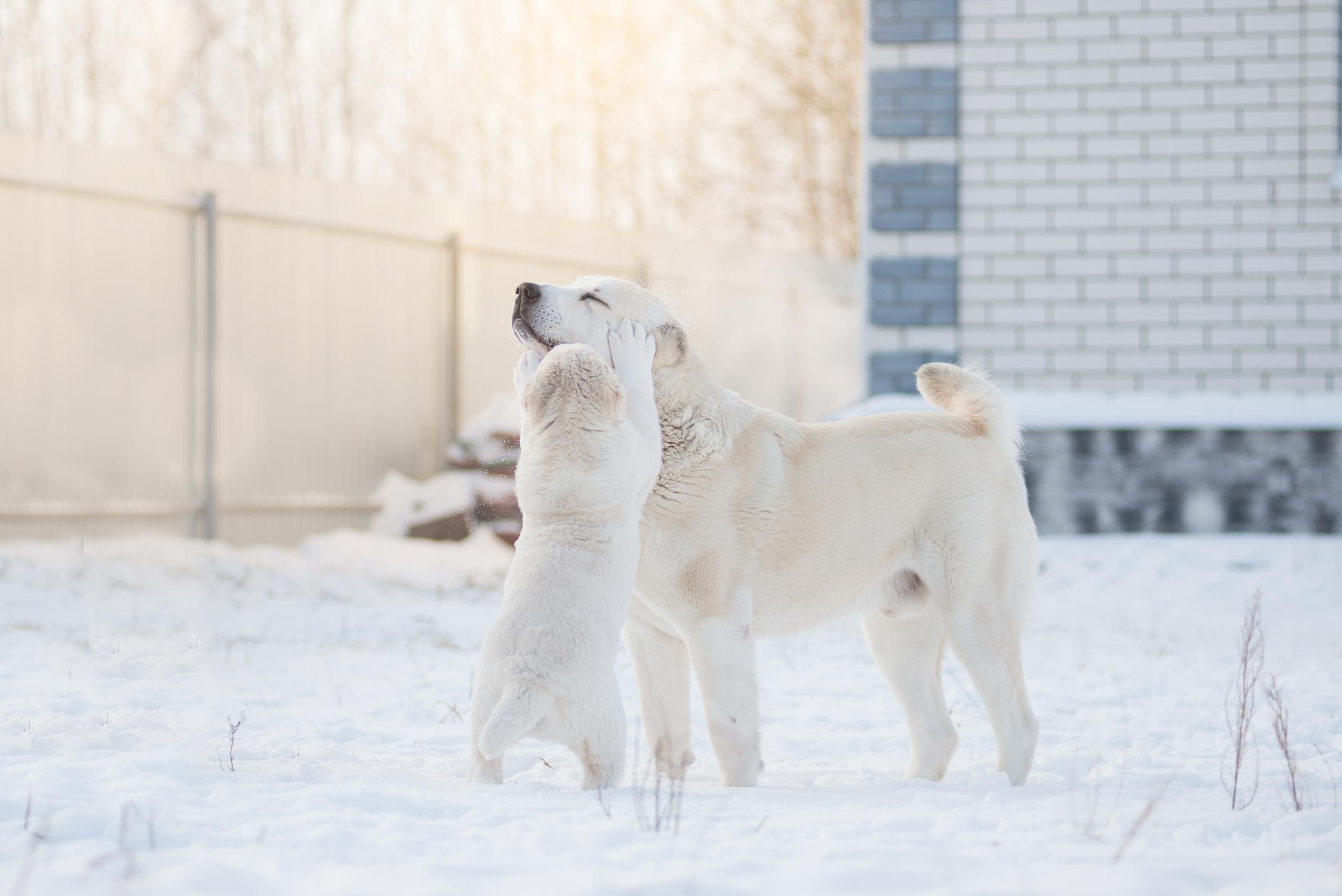 Щенки азиаты. Январь 2021. Дог-фотограф в Тюмени Александра Королева