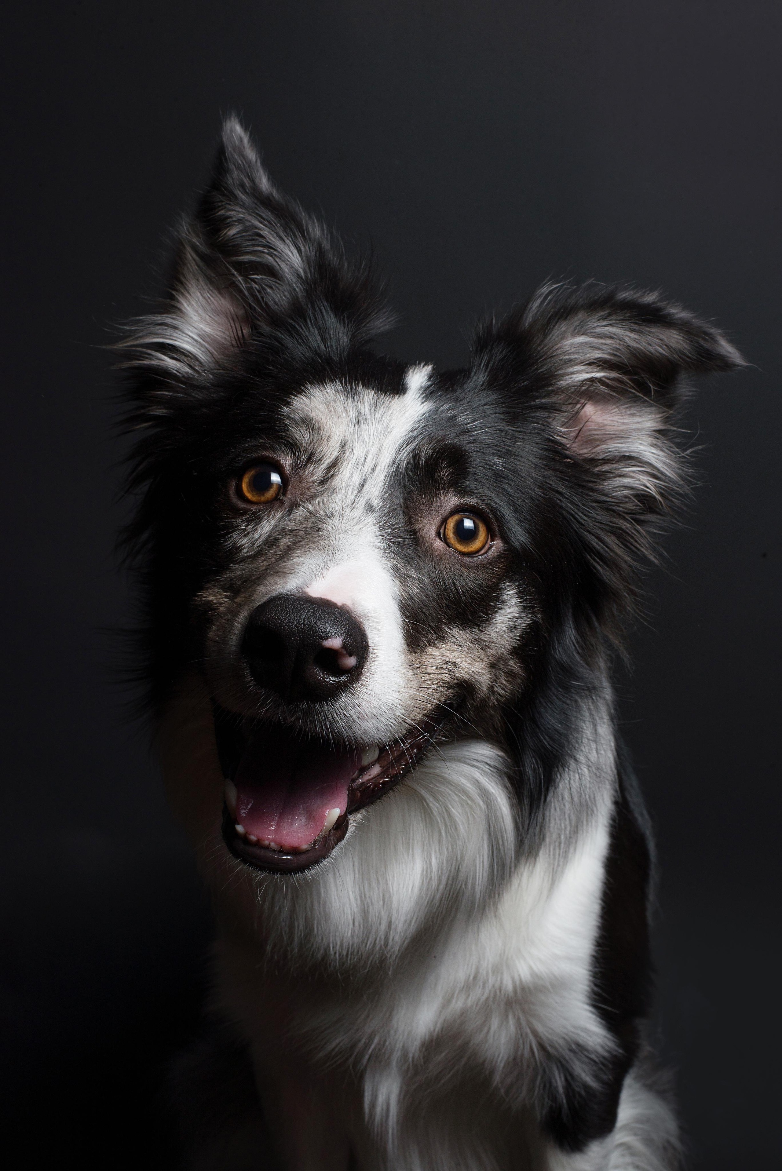 Black with dog. Дог-фотограф в Тюмени Александра Королева