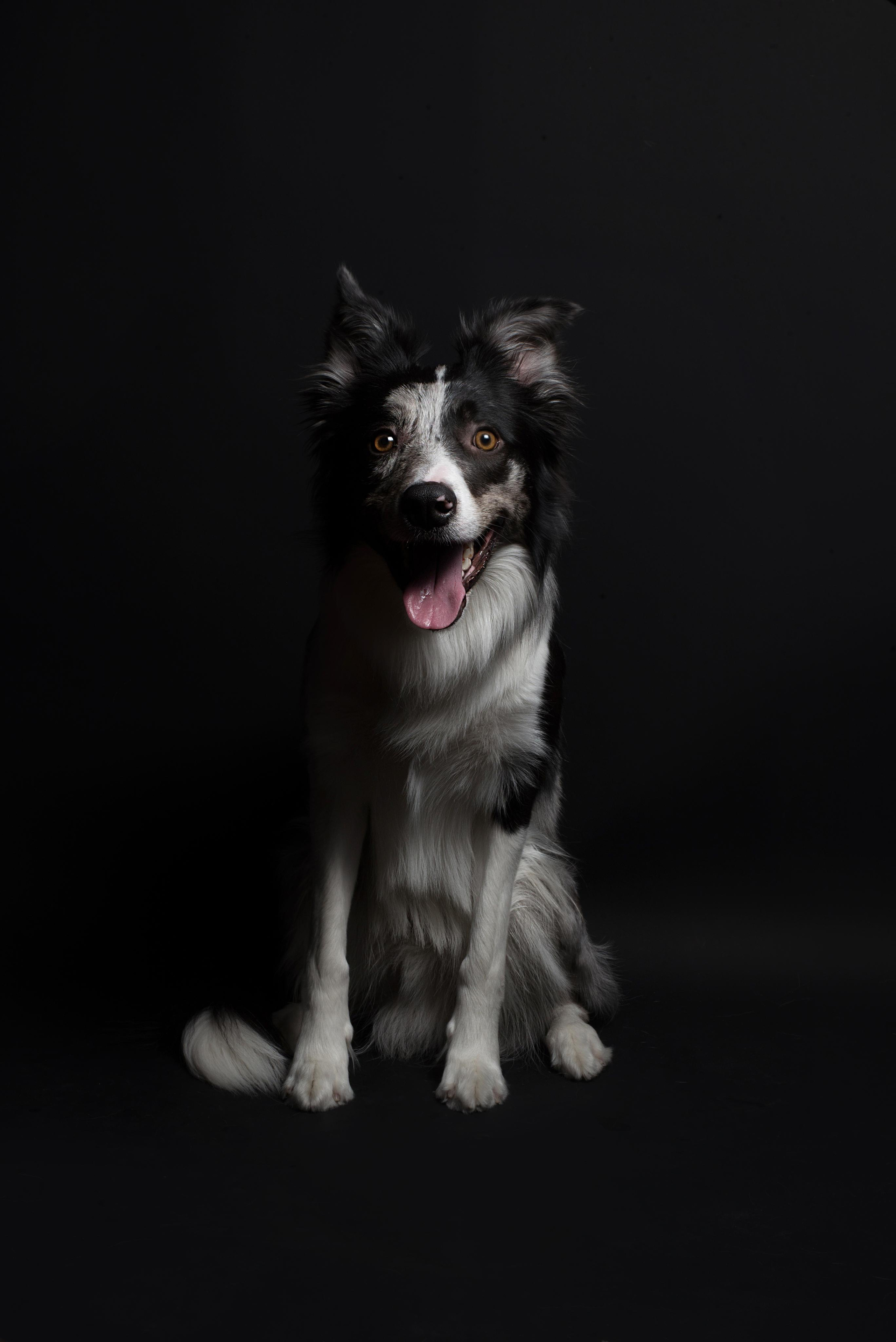 Black with dog. Дог-фотограф в Тюмени Александра Королева