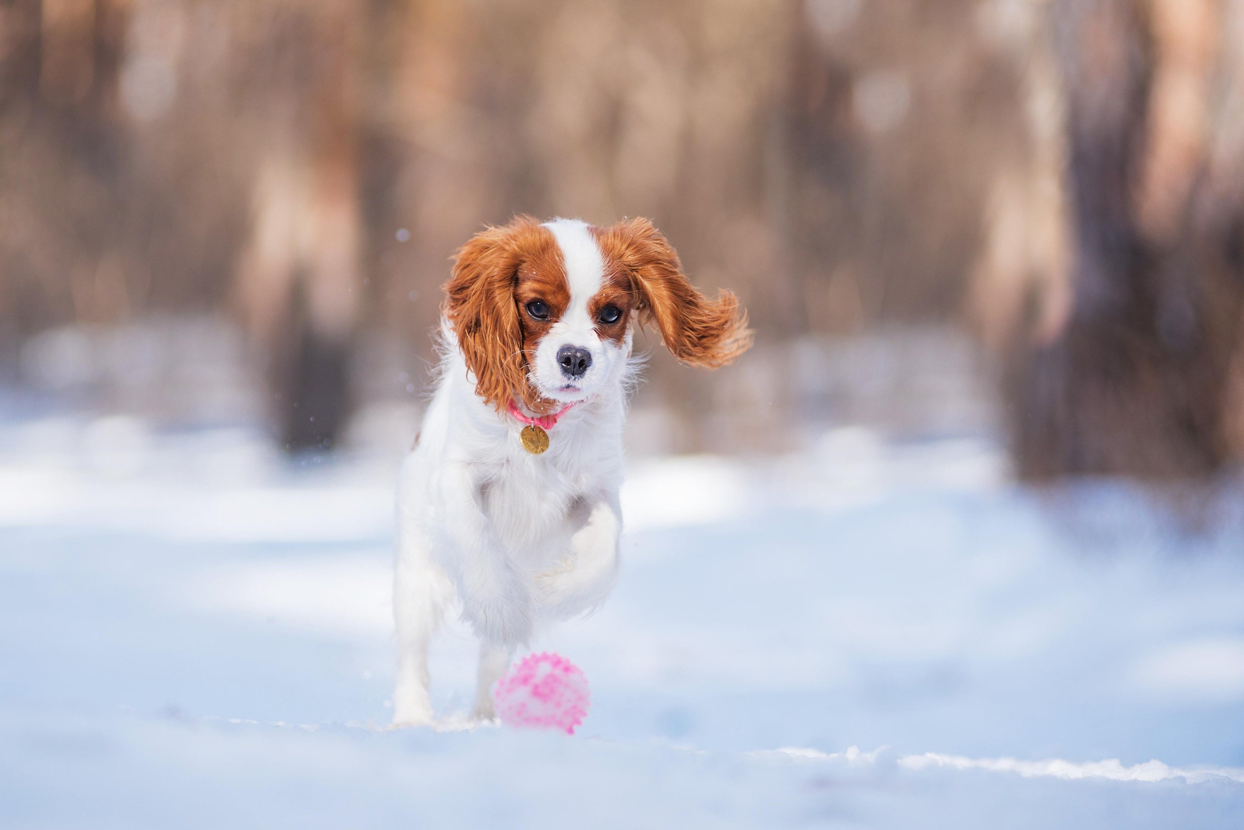 Весенний кавалер Лола. Дог-фотограф в Тюмени Александра Королева
