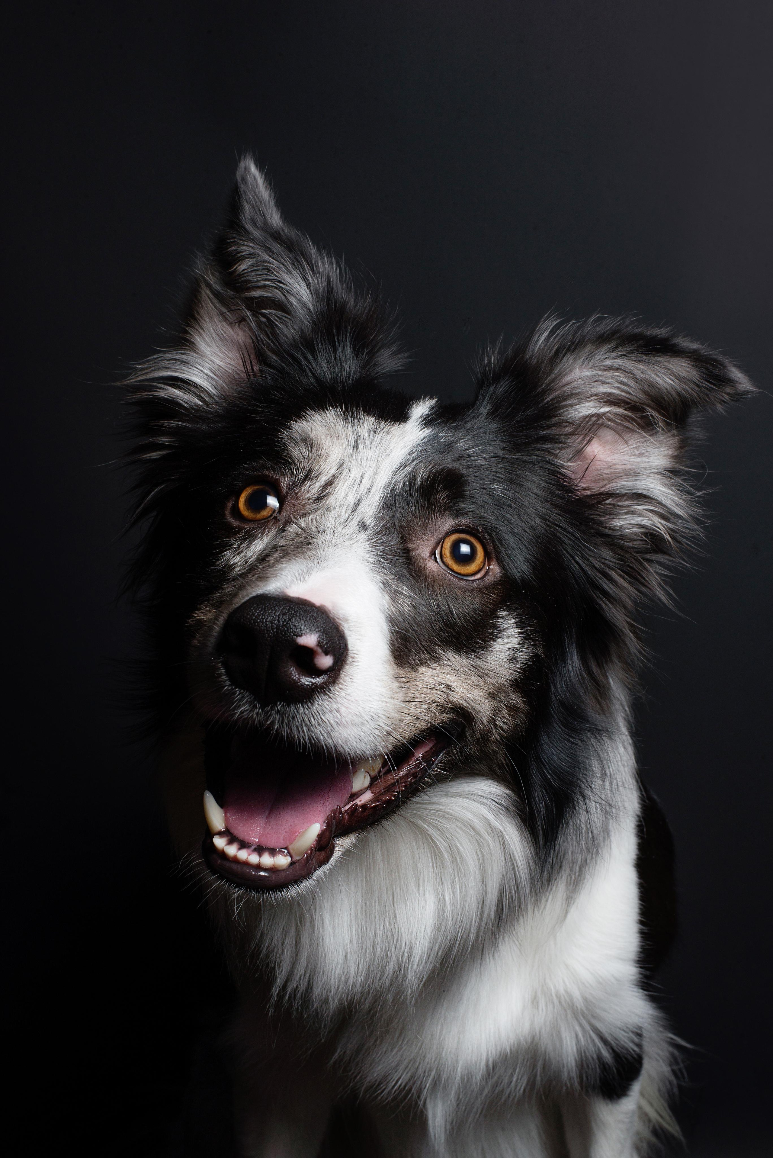 Black with dog. Дог-фотограф в Тюмени Александра Королева